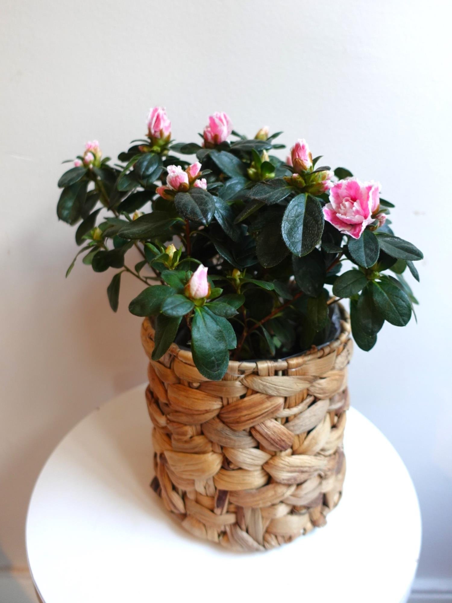 Açelya Çiçeği (Azalea) – Bol Çiçekli & Dolgun Formlu Özel Seri