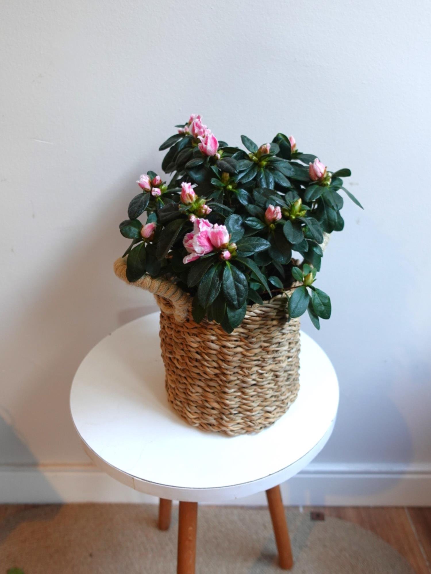 Açelya Çiçeği (Azalea) – Bol Çiçekli & Dolgun Formlu Özel Seri