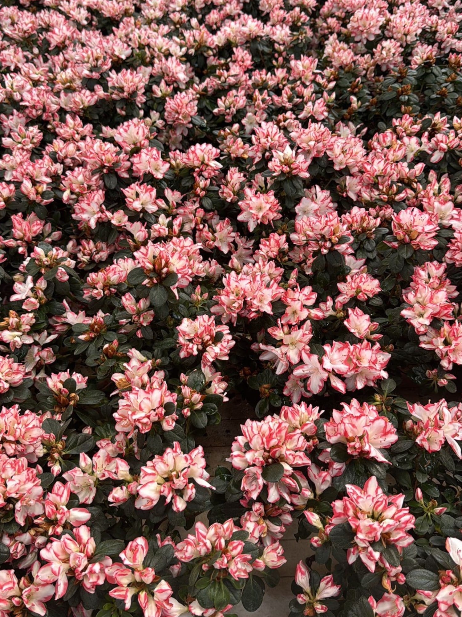 Açelya Çiçeği (Azalea) – Bol Çiçekli & Dolgun Formlu Özel Seri