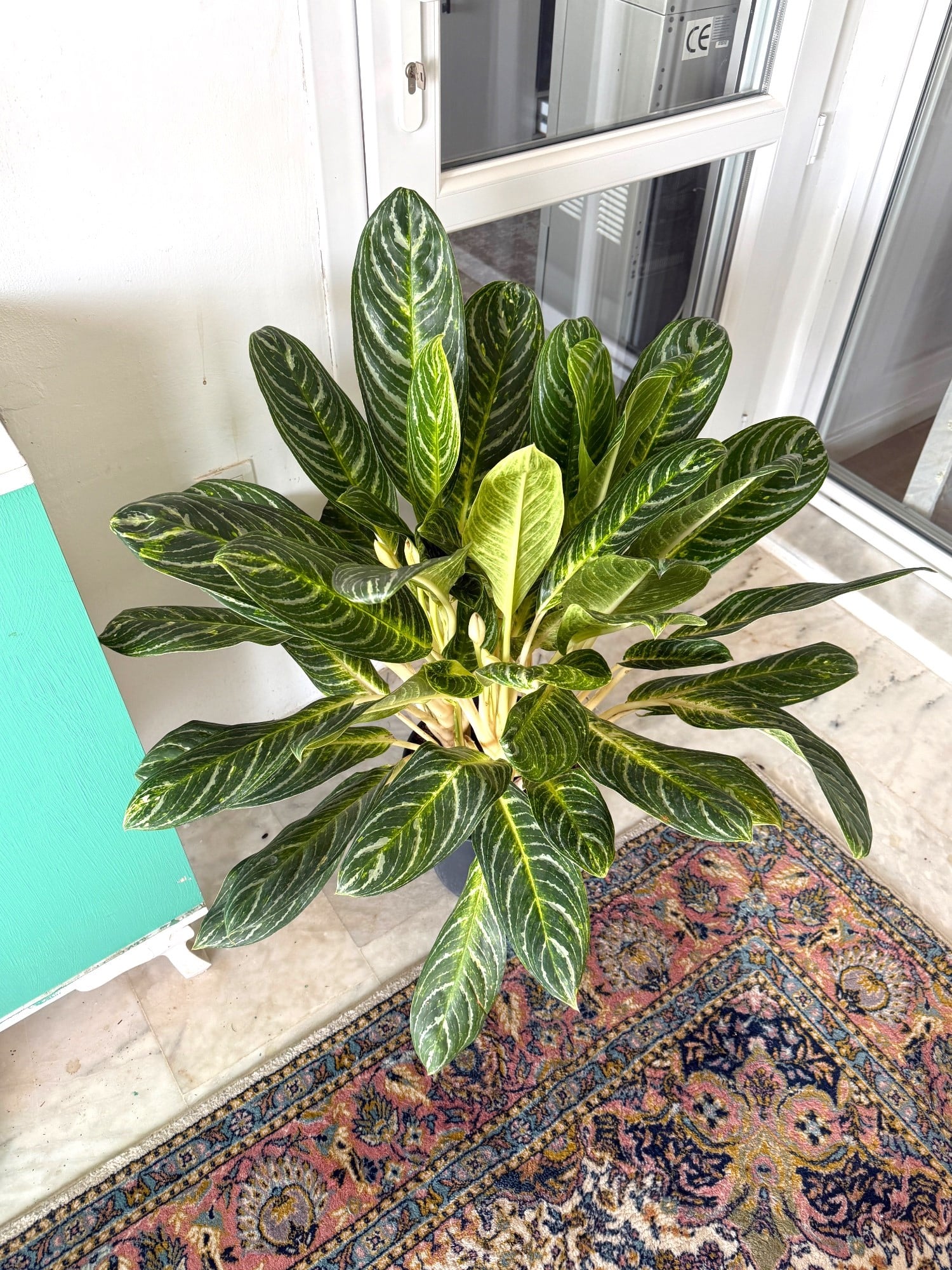 Aglaonema Key Lime XXL Dev Dolgun Form – Tropikal ve Ferahlatıcı Yeşil 🌿