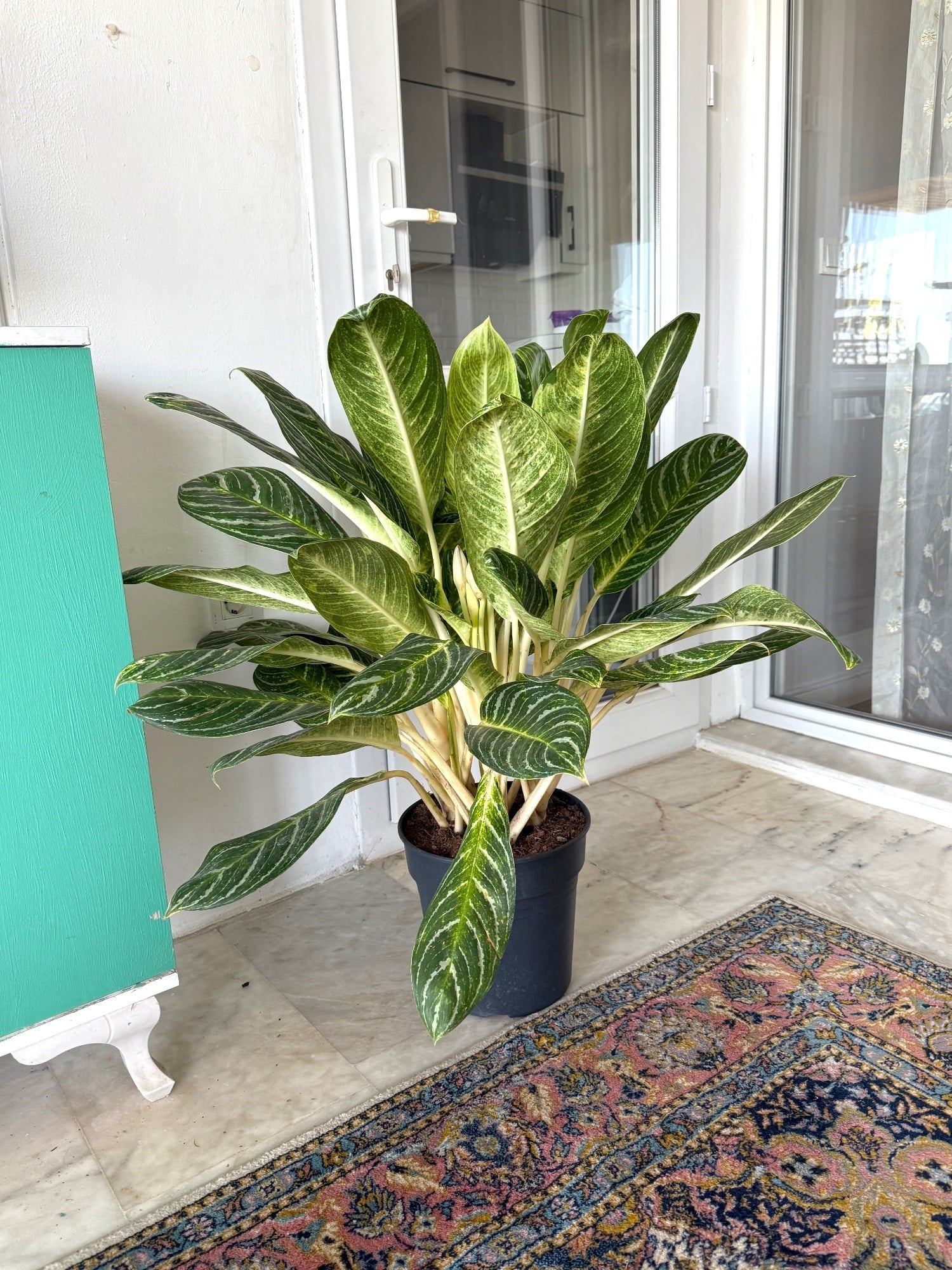 Aglaonema Key Lime XXL Dev Dolgun Form – Tropikal ve Ferahlatıcı Yeşil 🌿