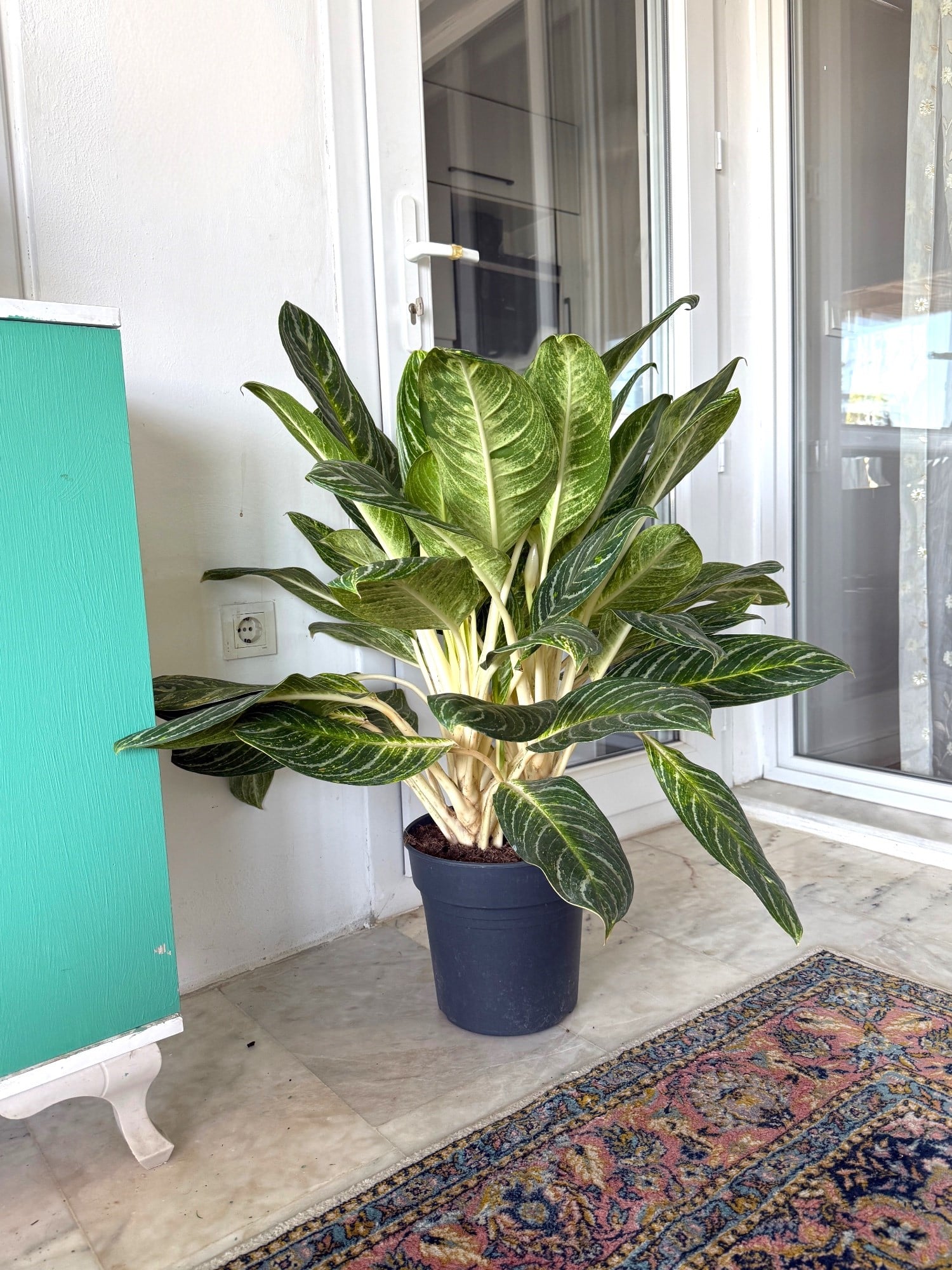 Aglaonema Key Lime XXL Dev Dolgun Form – Tropikal ve Ferahlatıcı Yeşil 🌿