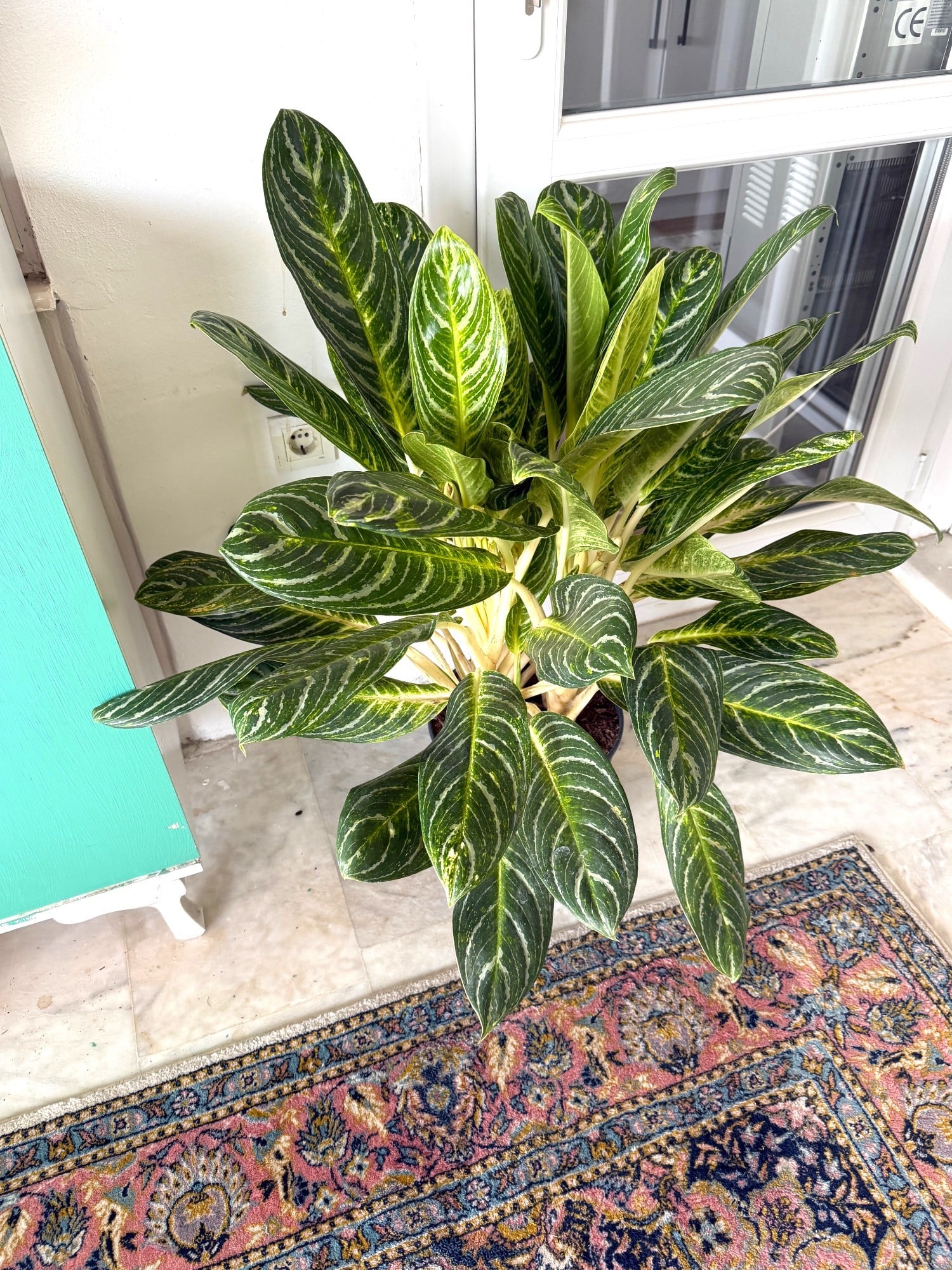 Aglaonema Key Lime XXL Dev Dolgun Form – Tropikal ve Ferahlatıcı Yeşil 🌿