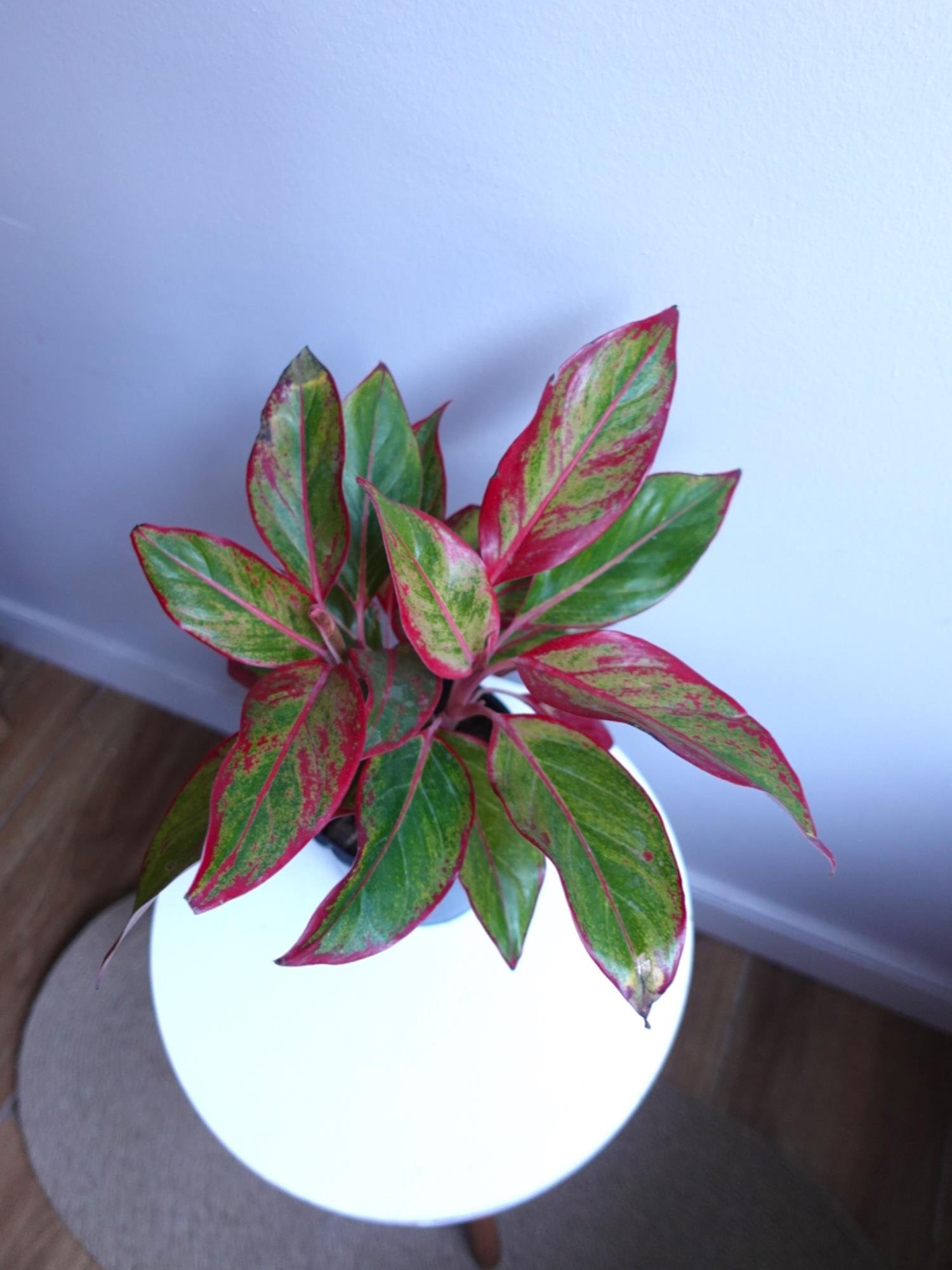 Aglaonema Red Sun