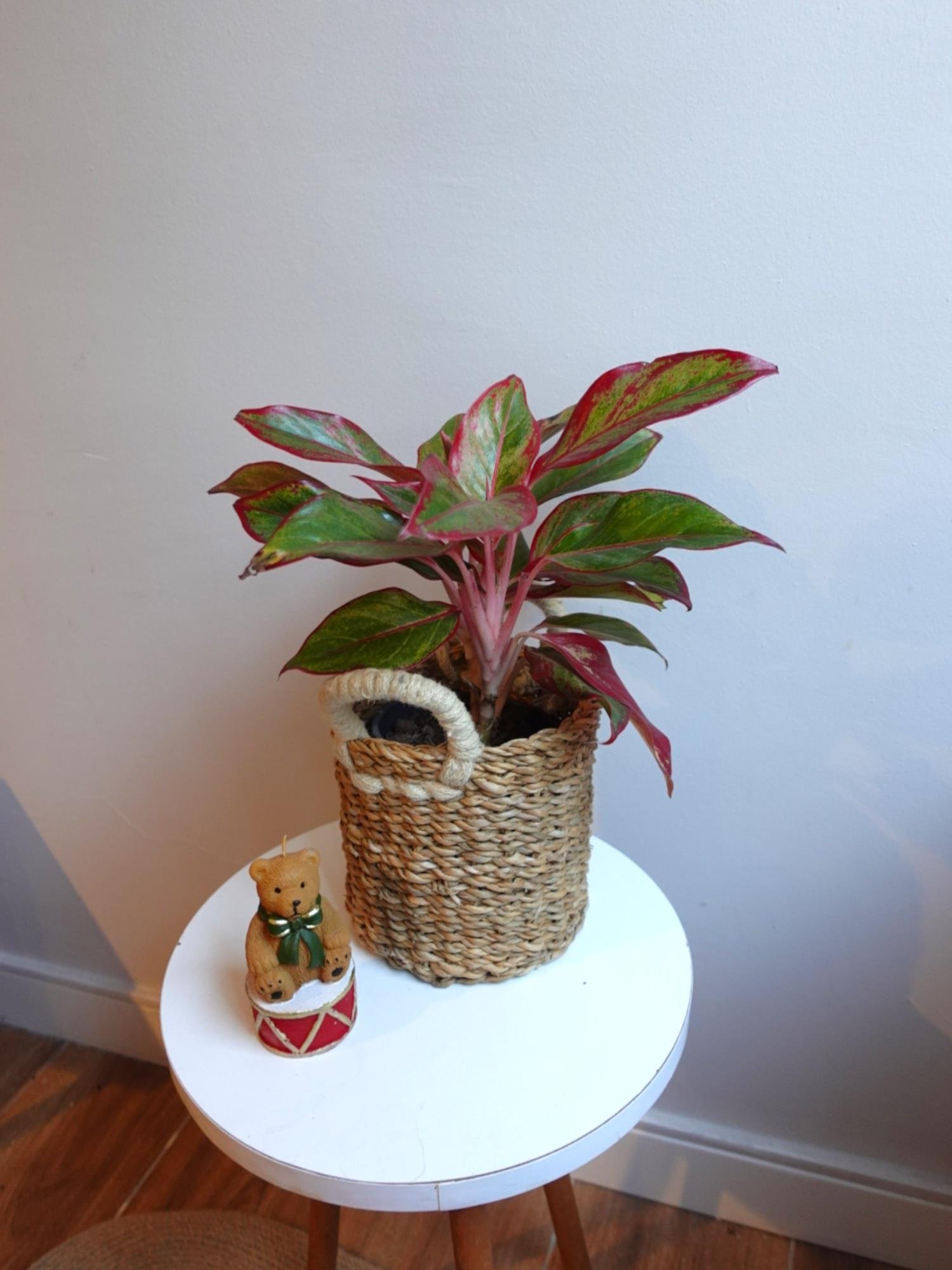 Aglaonema Red Sun