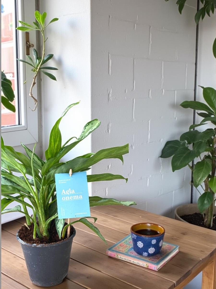 Aglaonema Silver Queen (Çin Herdemyeşili)