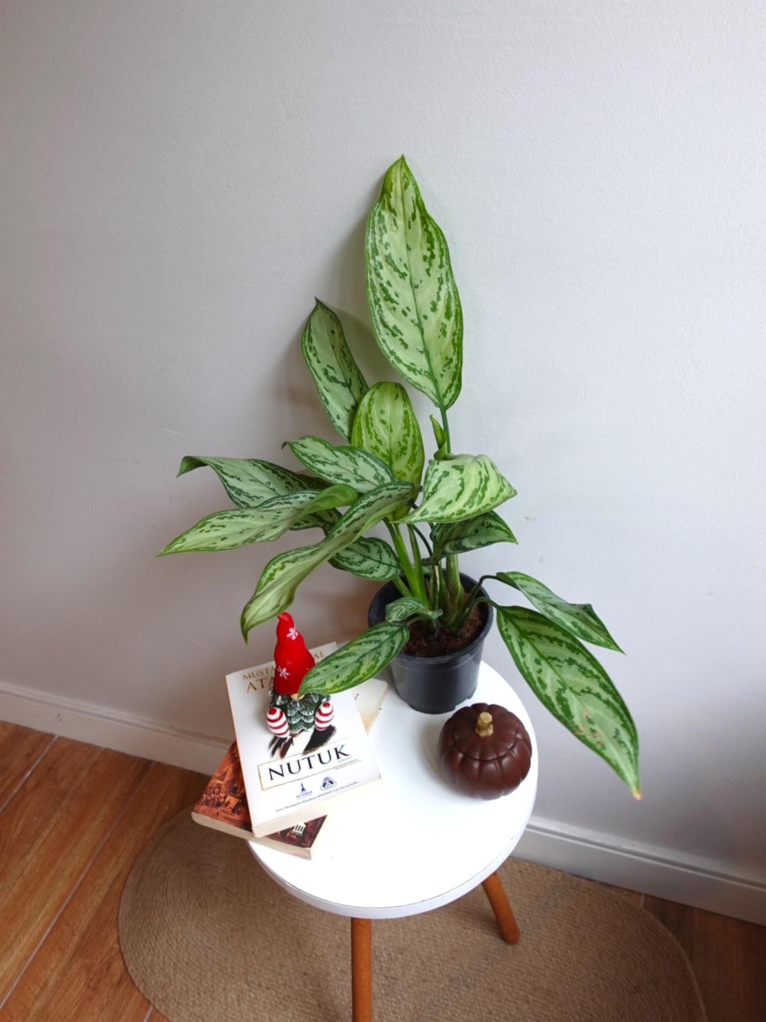 Aglaonema Silver Queen (Çin Herdemyeşili)