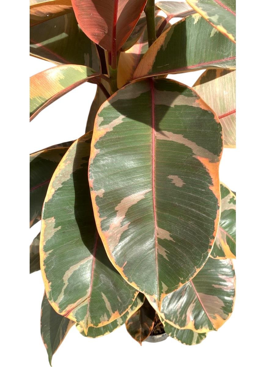Alacalı Kauçuk Bitkisi 2 Gövdeli (Ficus Elastica Teneke)130-150 cm