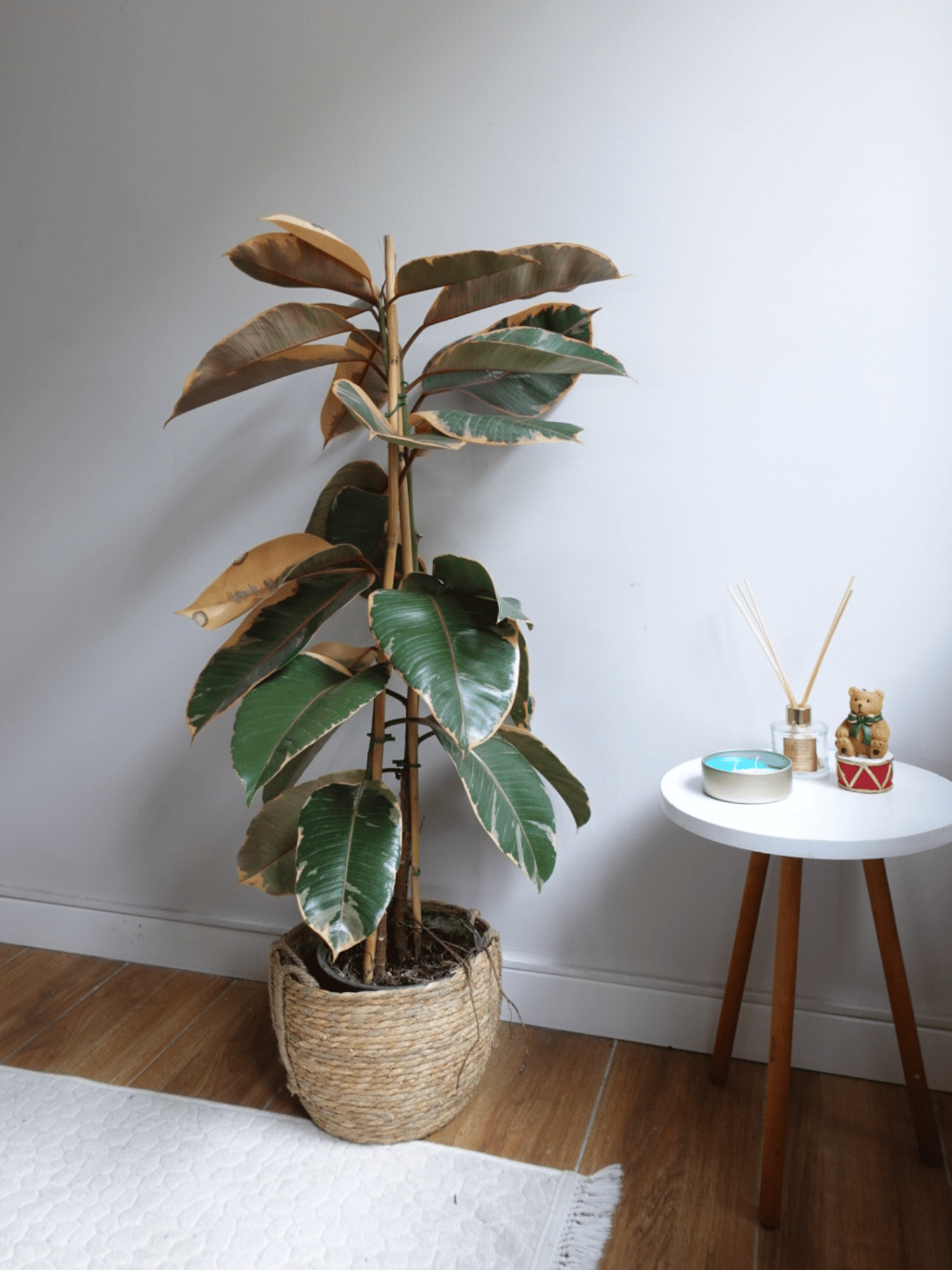 Alacalı Kauçuk Bitkisi 2 Gövdeli (Ficus Elastica Teneke)130-150 cm