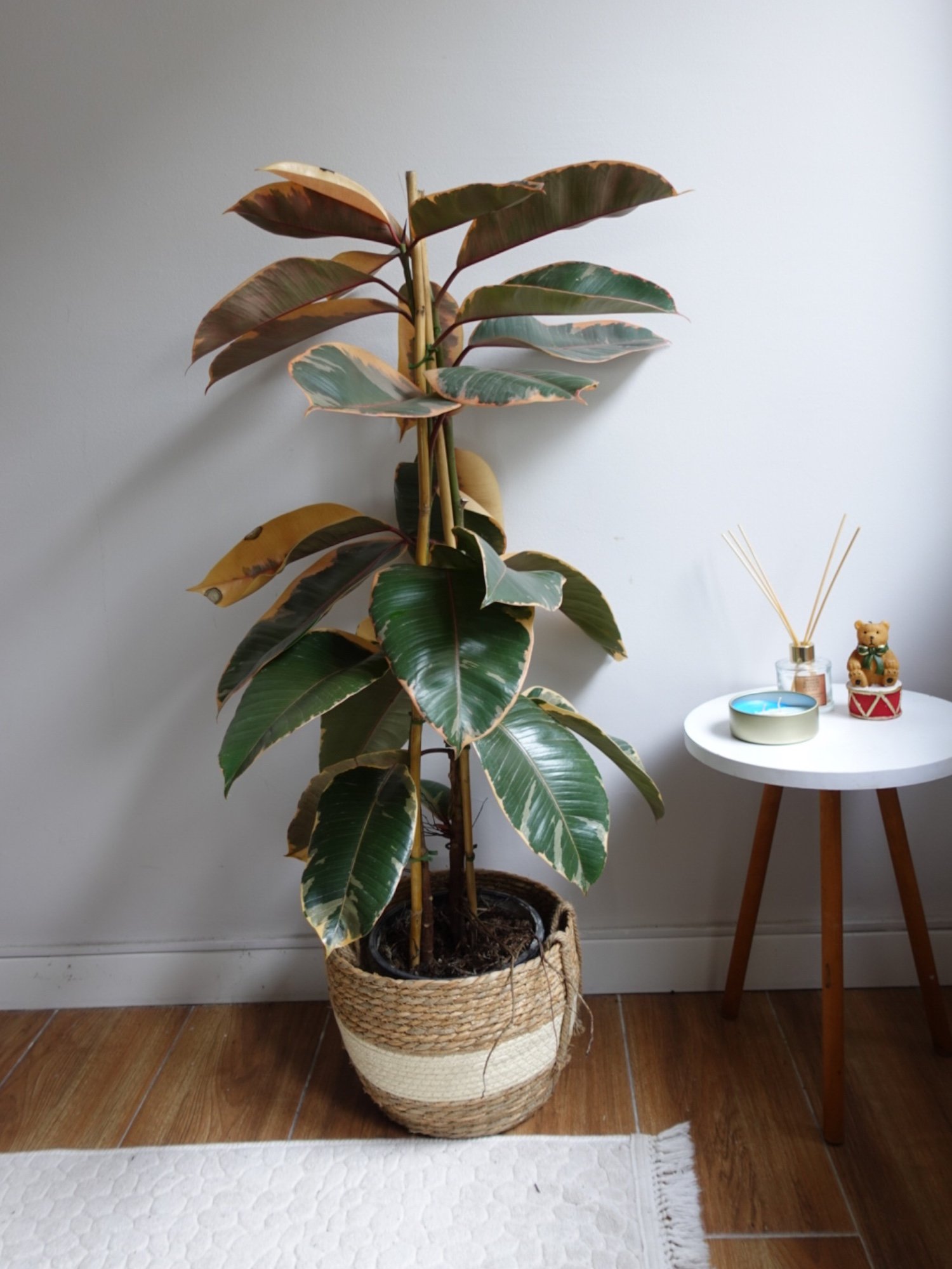 Alacalı Kauçuk Bitkisi 2 Gövdeli (Ficus Elastica Teneke)130-150 cm