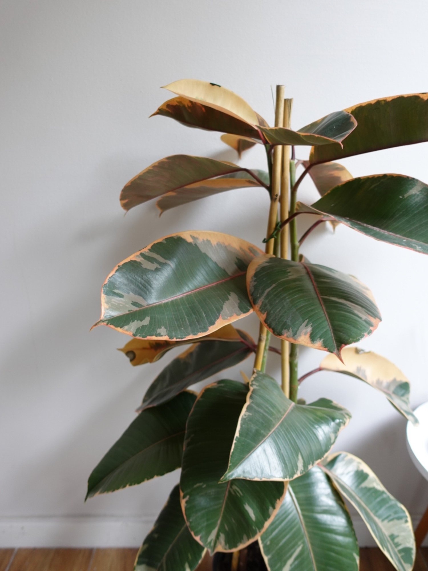 Alacalı Kauçuk Bitkisi 2 Gövdeli (Ficus Elastica Teneke)130-150 cm