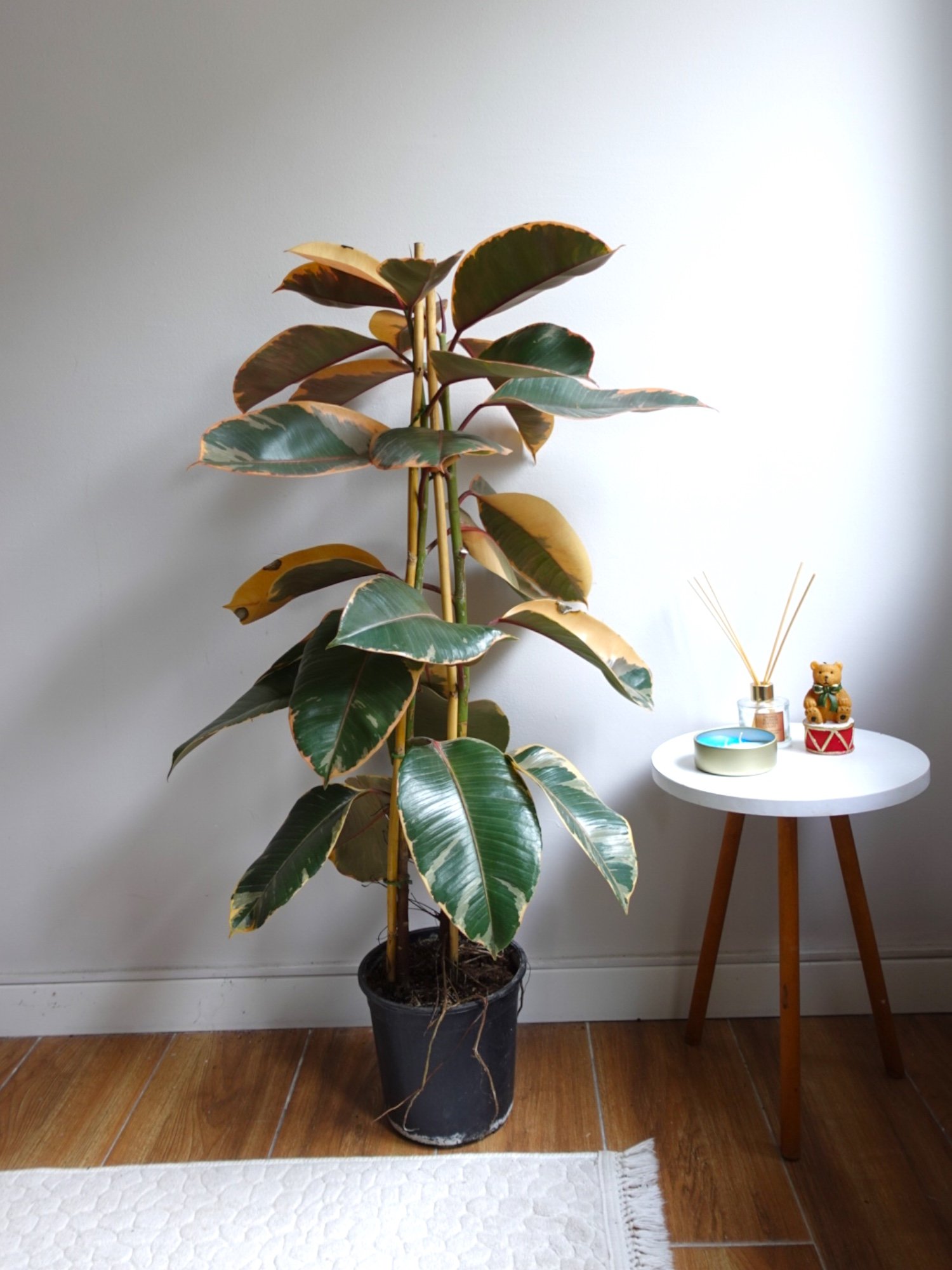 Alacalı Kauçuk Bitkisi 2 Gövdeli (Ficus Elastica Teneke)130-150 cm