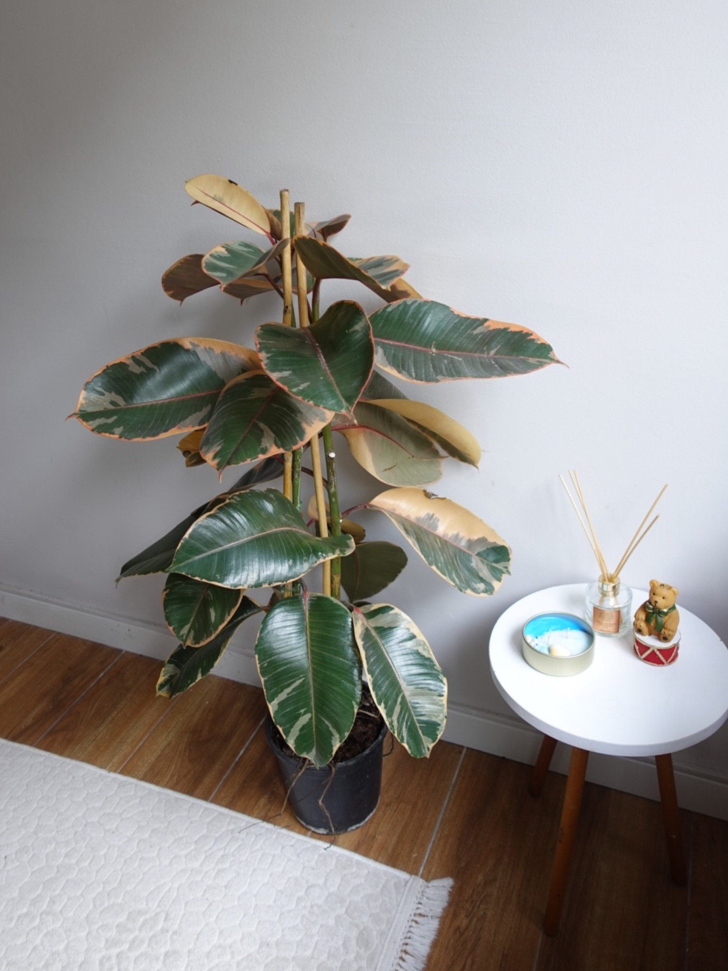 Alacalı Kauçuk Bitkisi 2 Gövdeli (Ficus Elastica Teneke)130-150 cm