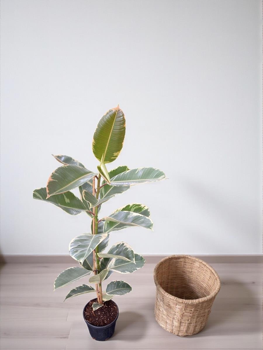 Alacalı Kauçuk Bitkisi (Ficus Elastica Teneke) 130-150 cm