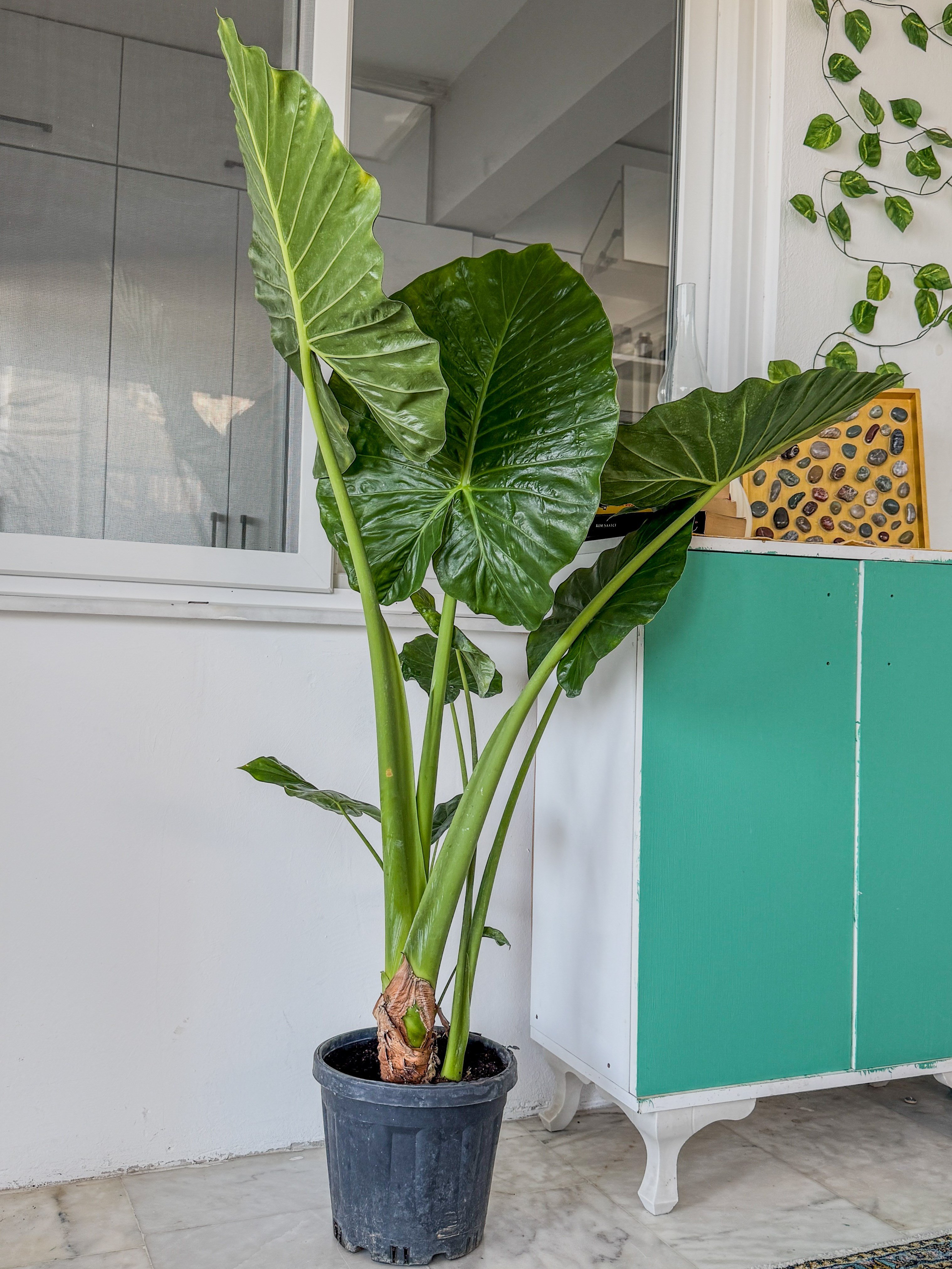 Alocasia Macrorrhizos XL (Fil Kulağı) 160 - 170 cm – Tropikal Ormanın Dev Mirası 🌿