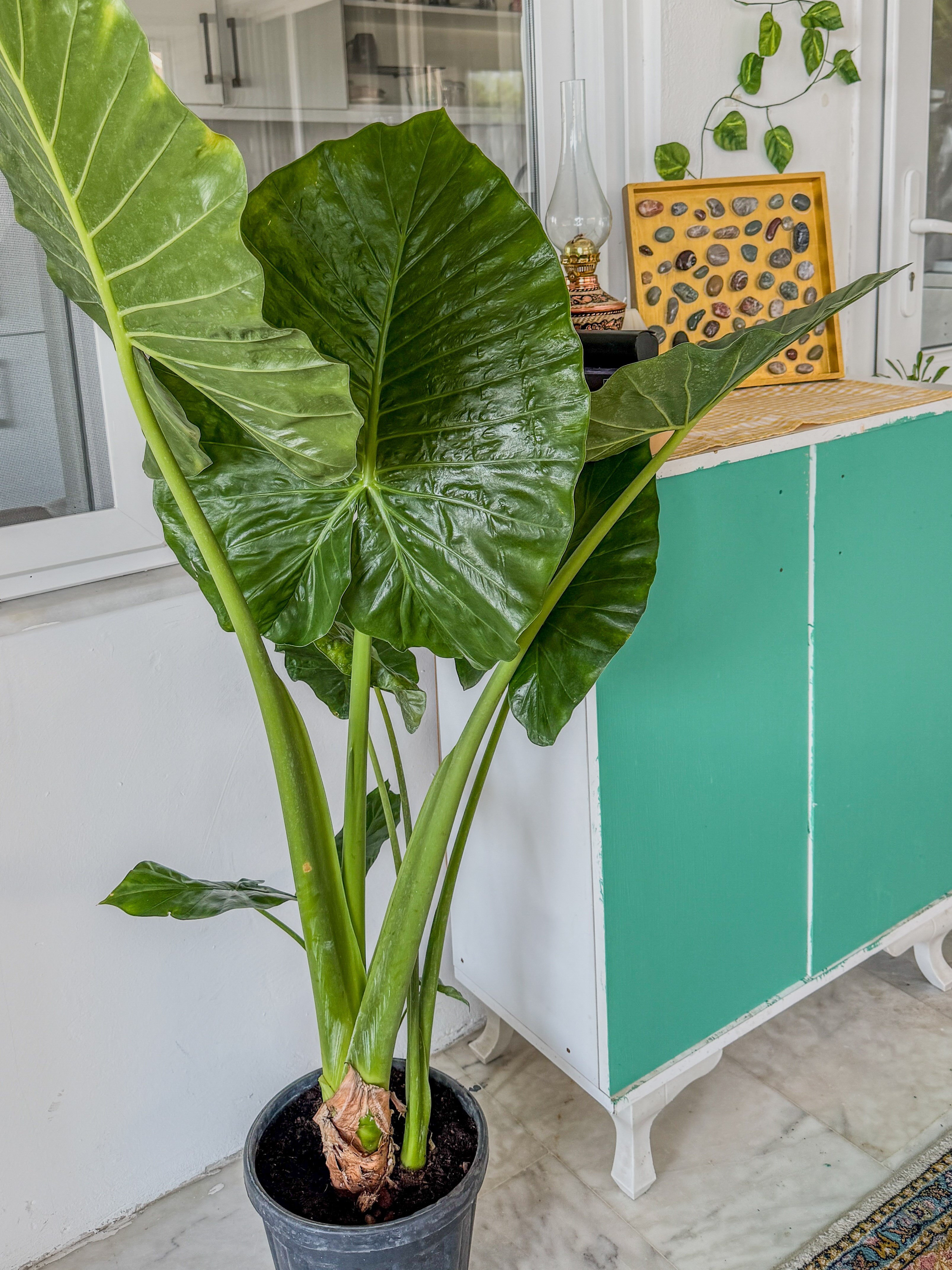 Alocasia Macrorrhizos XL (Fil Kulağı) 160 - 170 cm – Tropikal Ormanın Dev Mirası 🌿