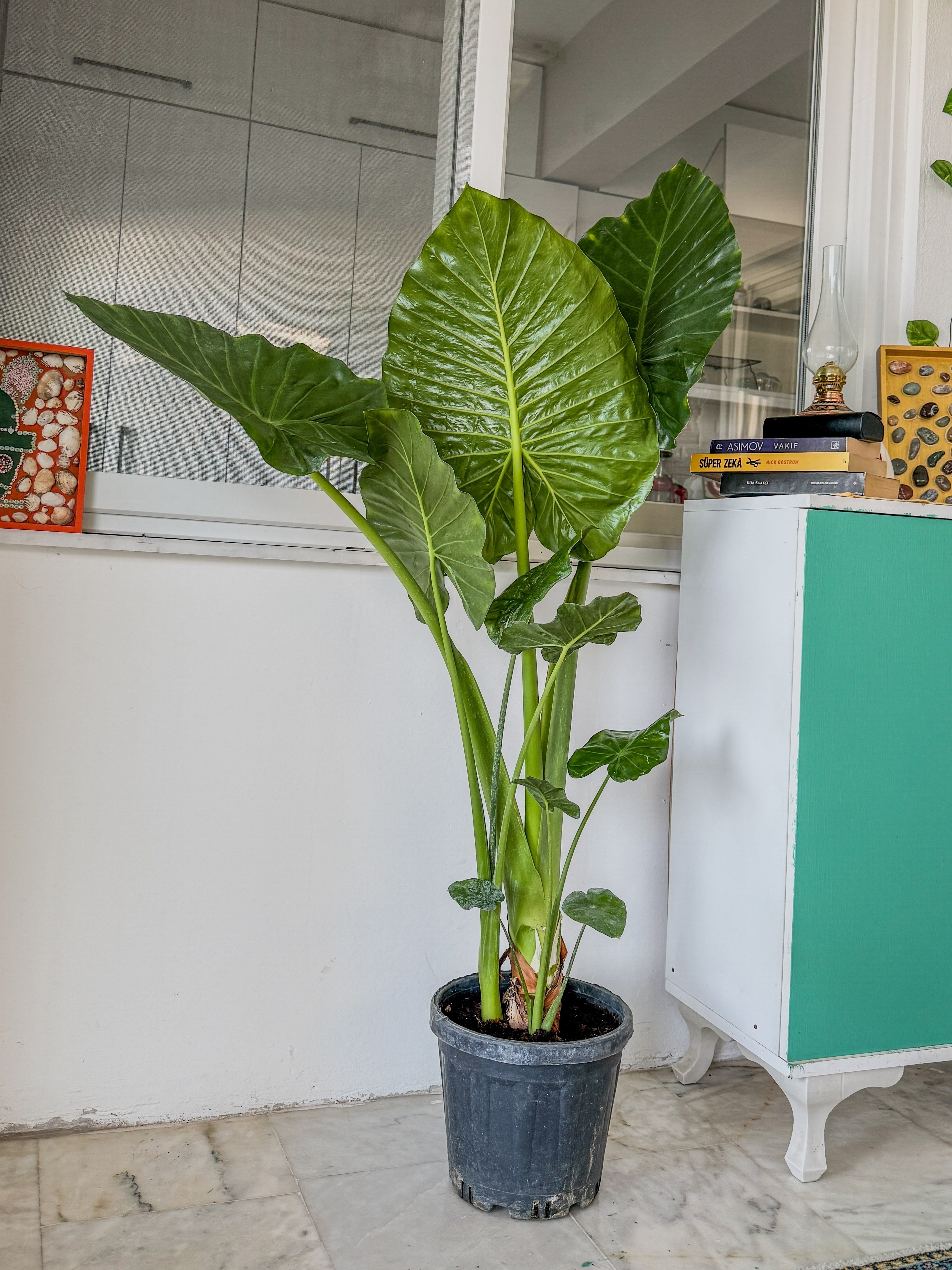 Alocasia Macrorrhizos XL (Fil Kulağı) 160 - 170 cm – Tropikal Ormanın Dev Mirası 🌿