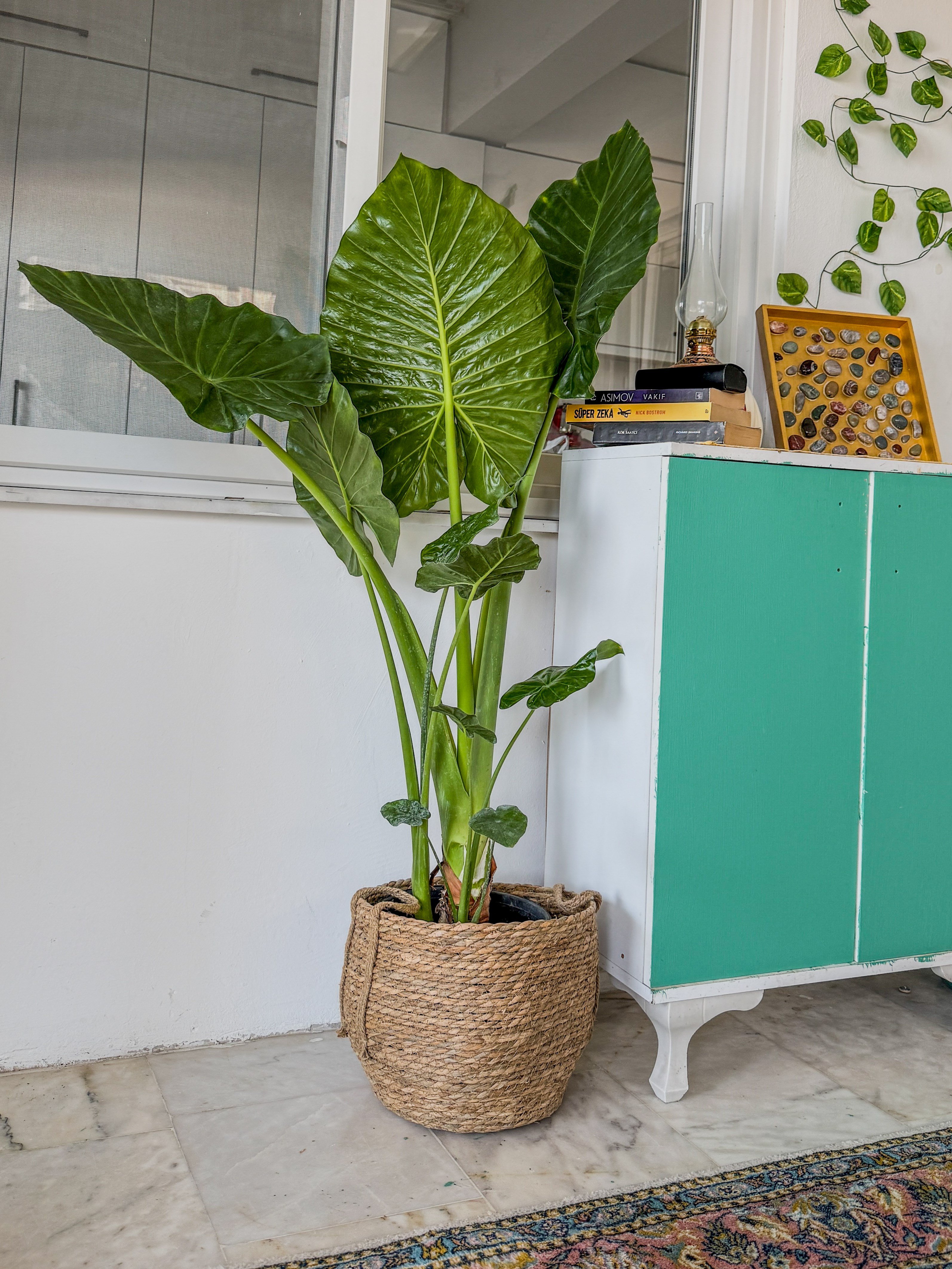 Alocasia Macrorrhizos XL (Fil Kulağı) 160 - 170 cm – Tropikal Ormanın Dev Mirası 🌿