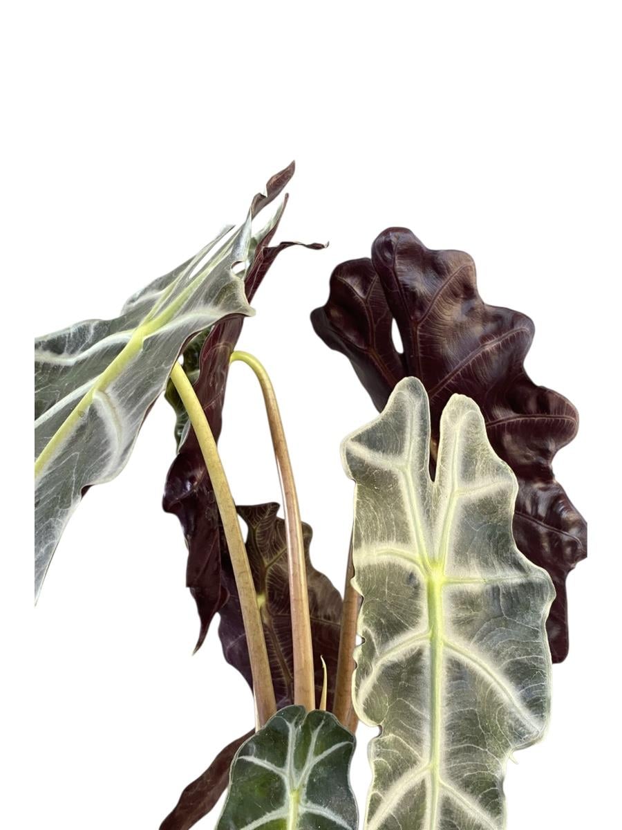 Alocasia Polly-Fil Kulağı Bitkisi- Tropikal ve En Farklı 40-45 cm