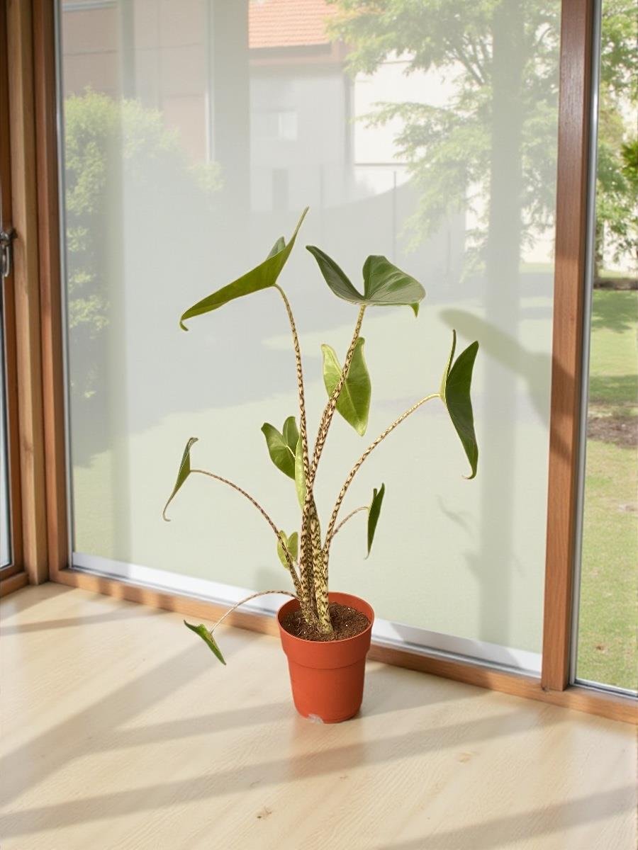 Alocasia Zebrina Jungle Touch Çoklu Gövde