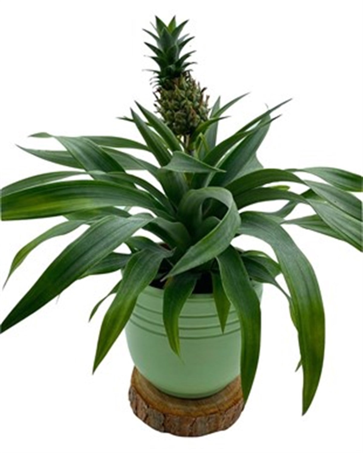 Ananas Bitkisi (Pineapple Plant)