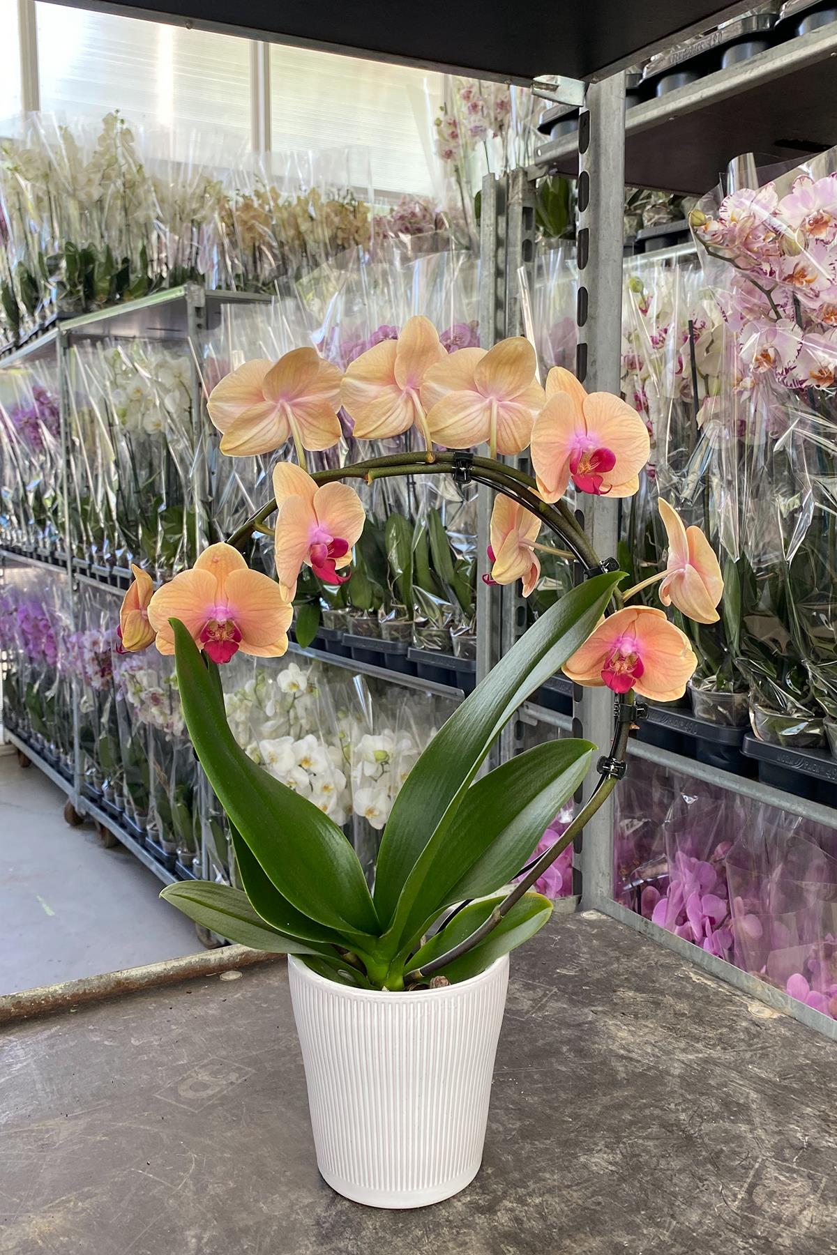 Anneler Günü Orkide Hediyesi Baştacı Orkide