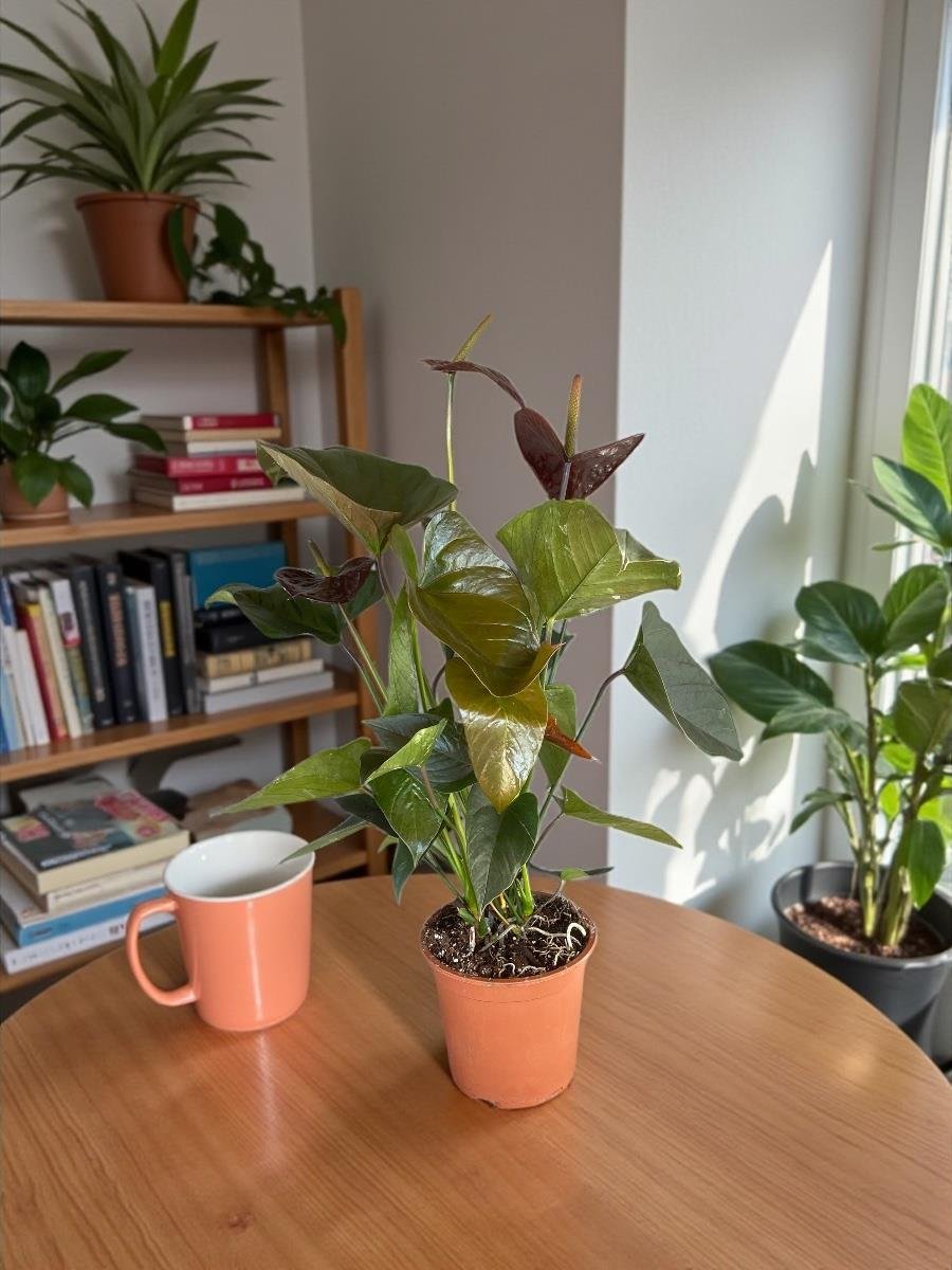 Anthurium Black Crown - Siyah Antoryum Flamingo Çiçeği Özel Tür