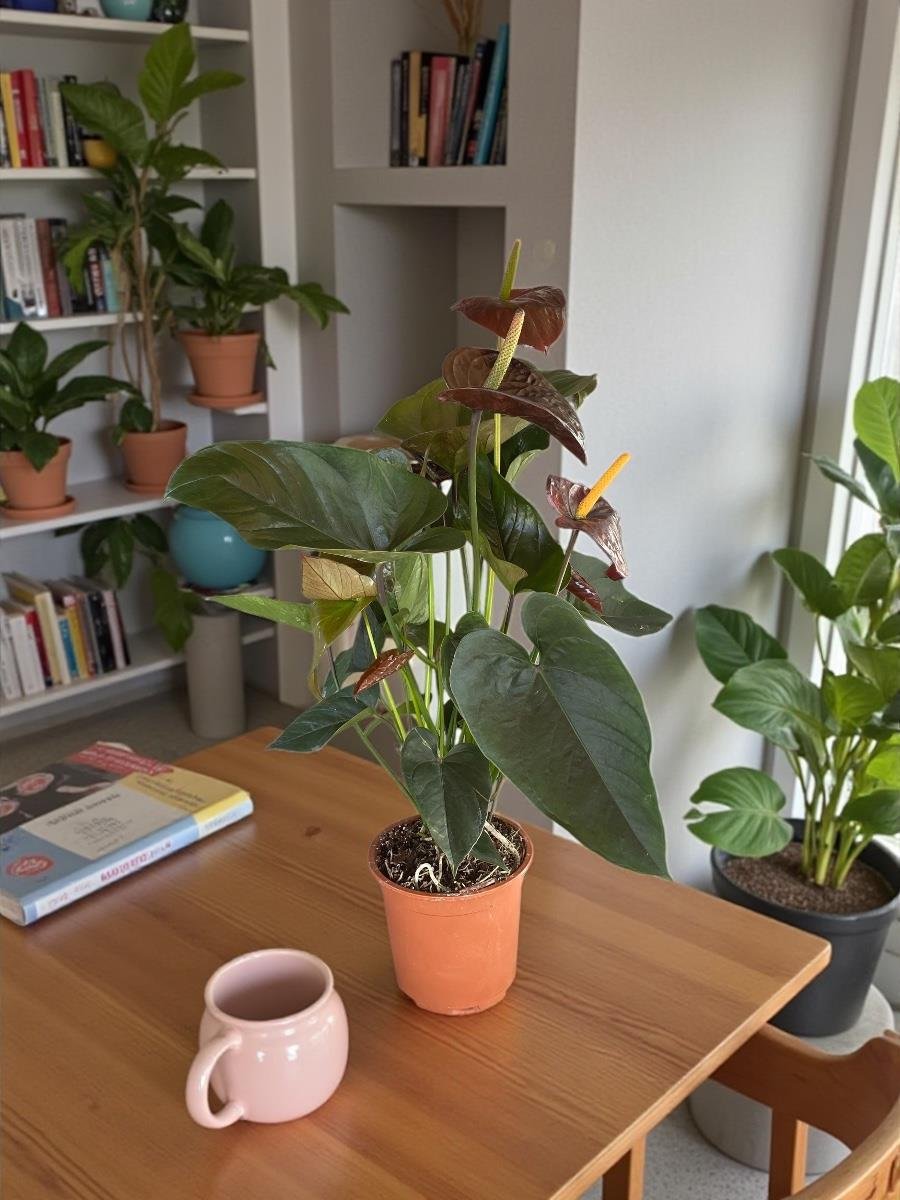 Anthurium Black Crown - Siyah Antoryum Flamingo Çiçeği Özel Tür