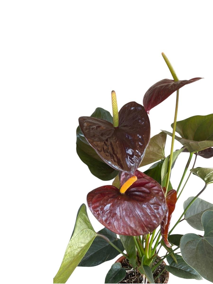 Anthurium Black Crown - Siyah Antoryum Flamingo Çiçeği Özel Tür
