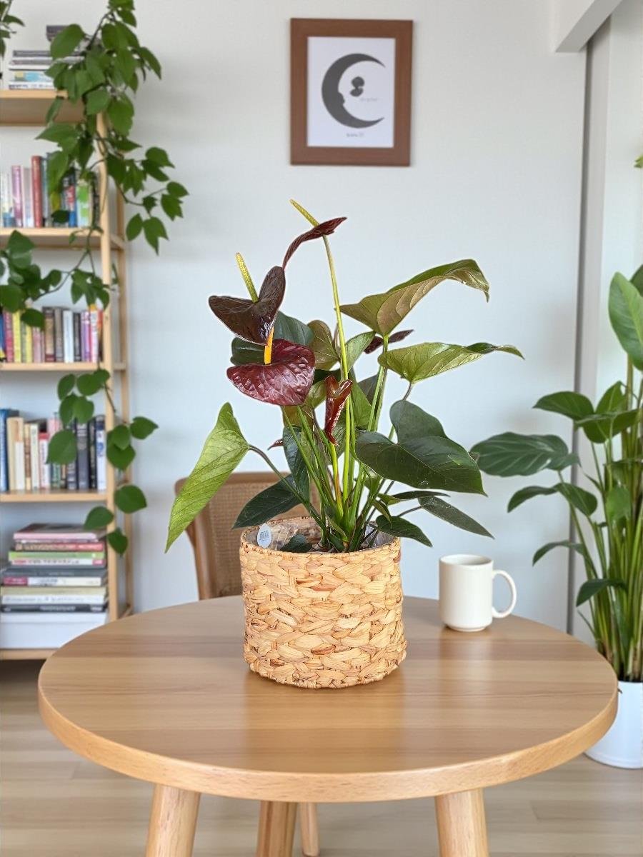 Anthurium Black Crown - Siyah Antoryum Flamingo Çiçeği Özel Tür