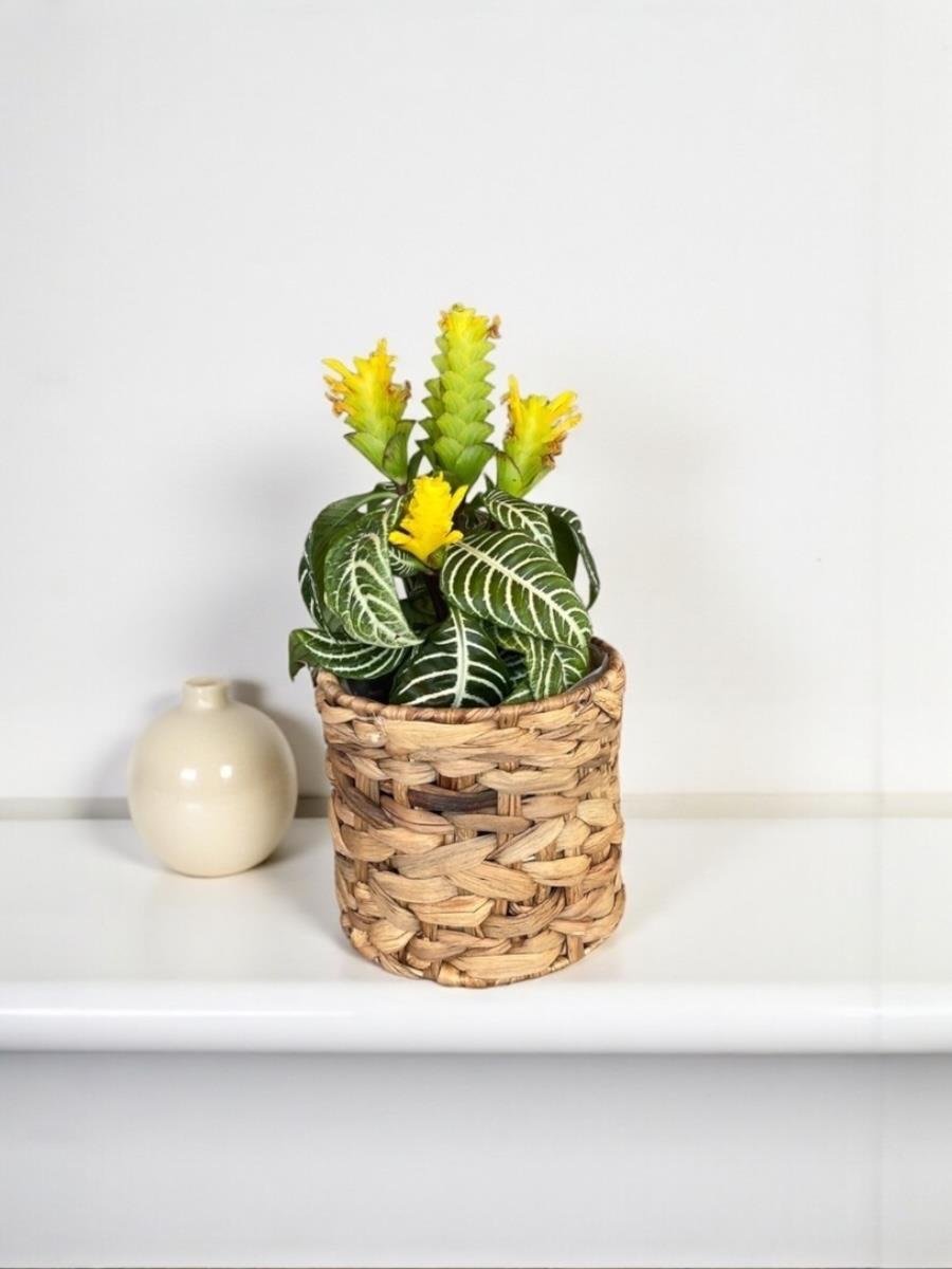 Aphelandra Squarrosa-Zebra Bitkisi Masaüstü Tropik Bitki