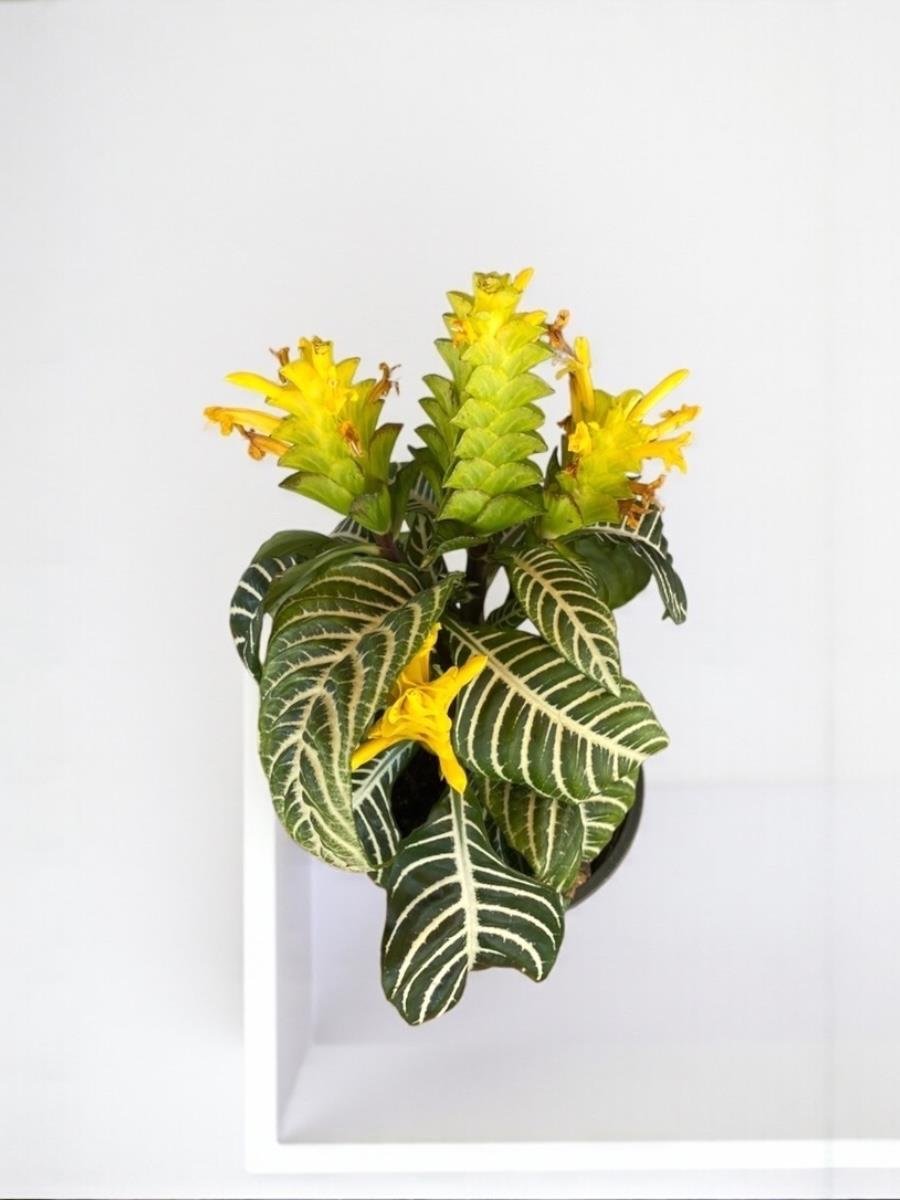 Aphelandra Squarrosa-Zebra Bitkisi Masaüstü Tropik Bitki