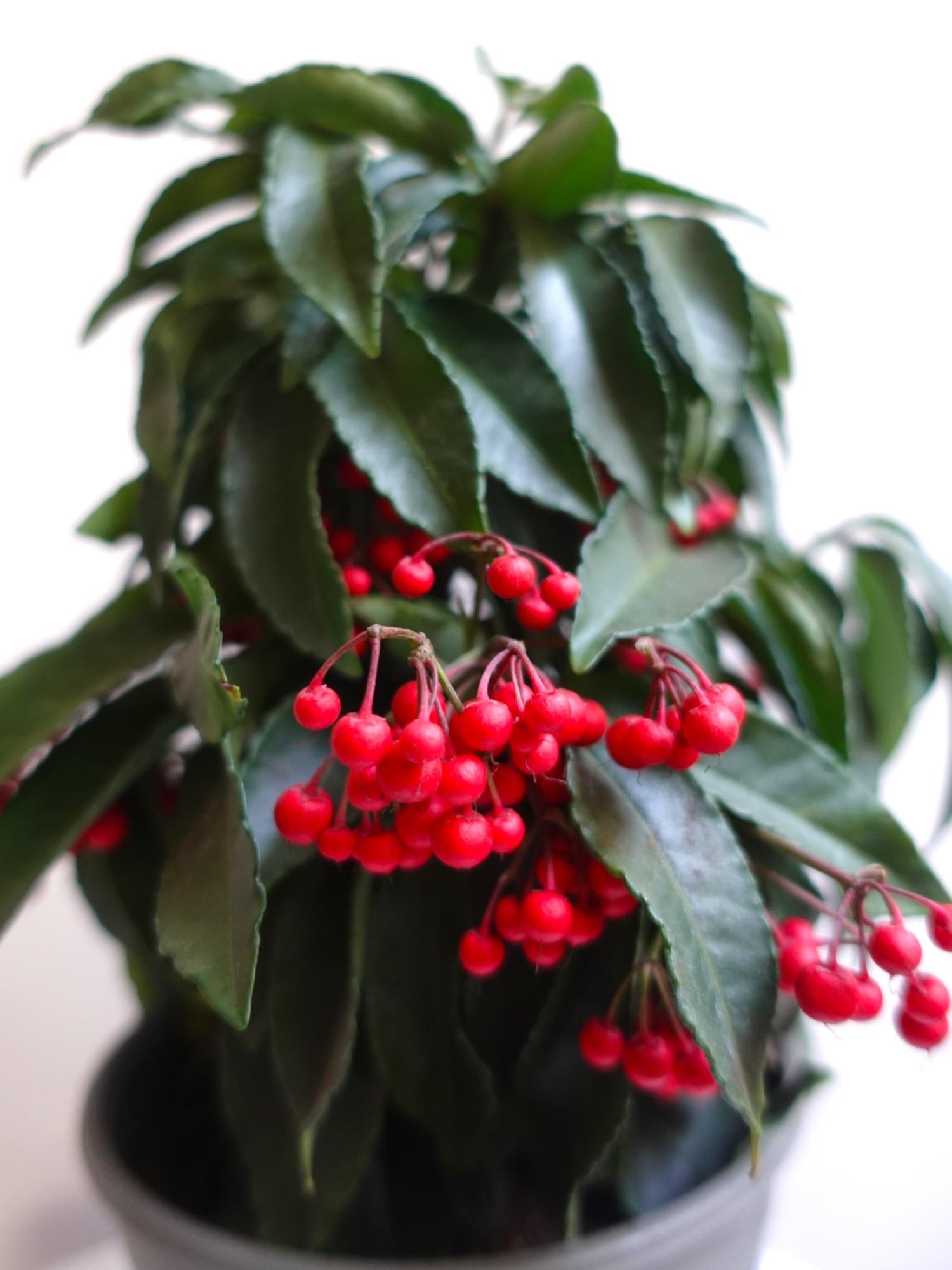 Ardisia Crenata (Aşk Meyvesi): Tutkunun Kırmızı Mücevherleri ❤️