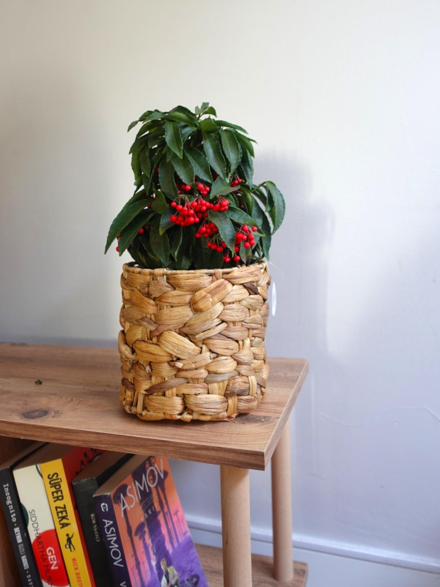 Ardisia Crenata (Aşk Meyvesi): Tutkunun Kırmızı Mücevherleri ❤️