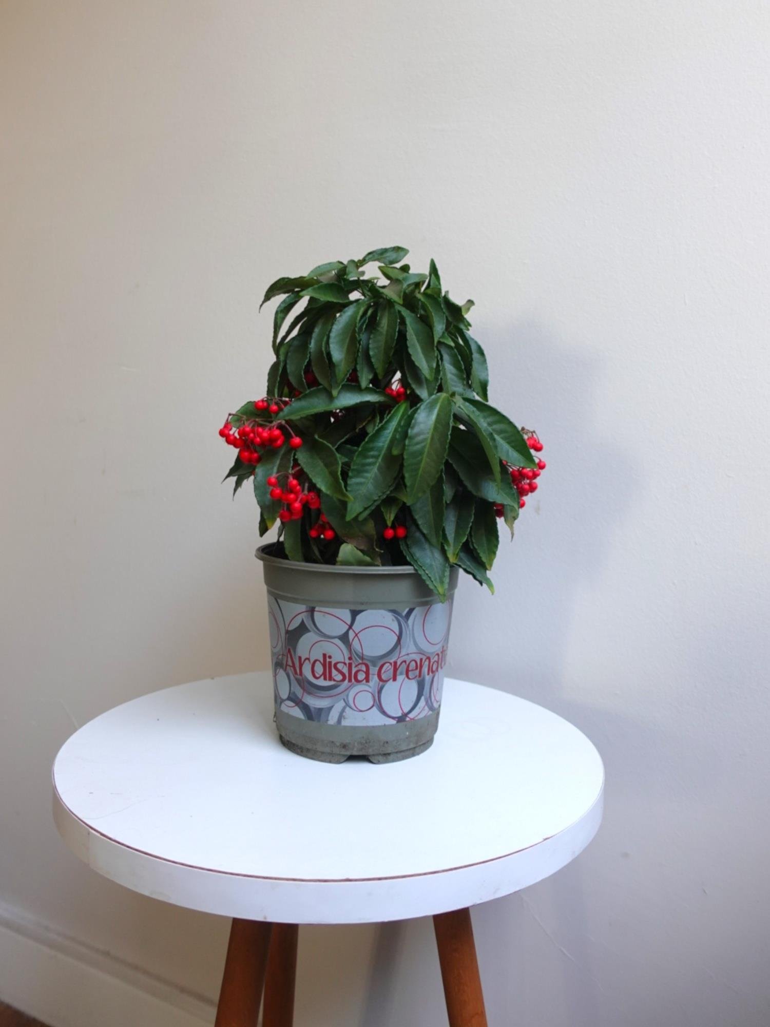 Ardisia Crenata (Aşk Meyvesi): Tutkunun Kırmızı Mücevherleri ❤️