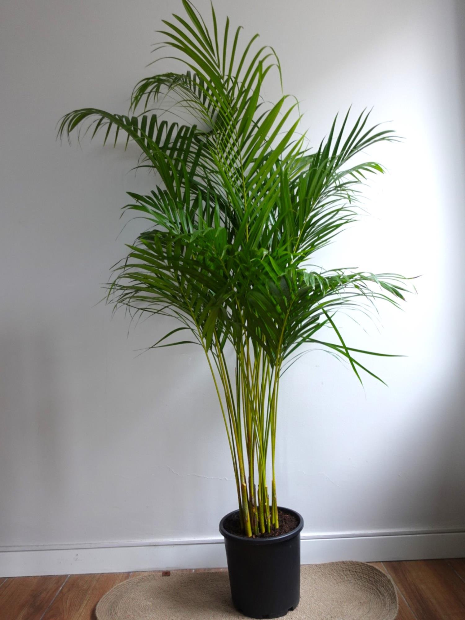 Areka Palmiyesi 140-150 cm (Areca Dypsis Lutescens)