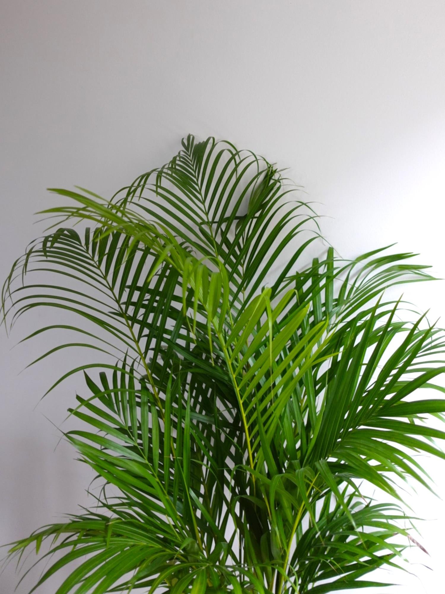 Areka Palmiyesi 140-150 cm (Areca Dypsis Lutescens)