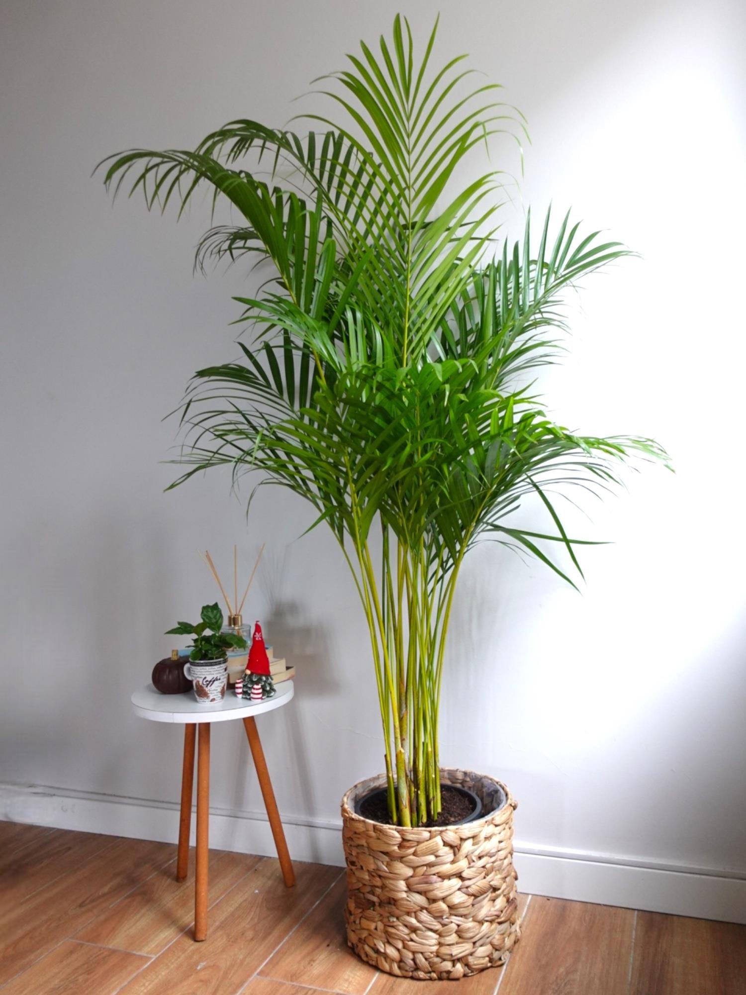 Areka Palmiyesi 140-150 cm (Areca Dypsis Lutescens)