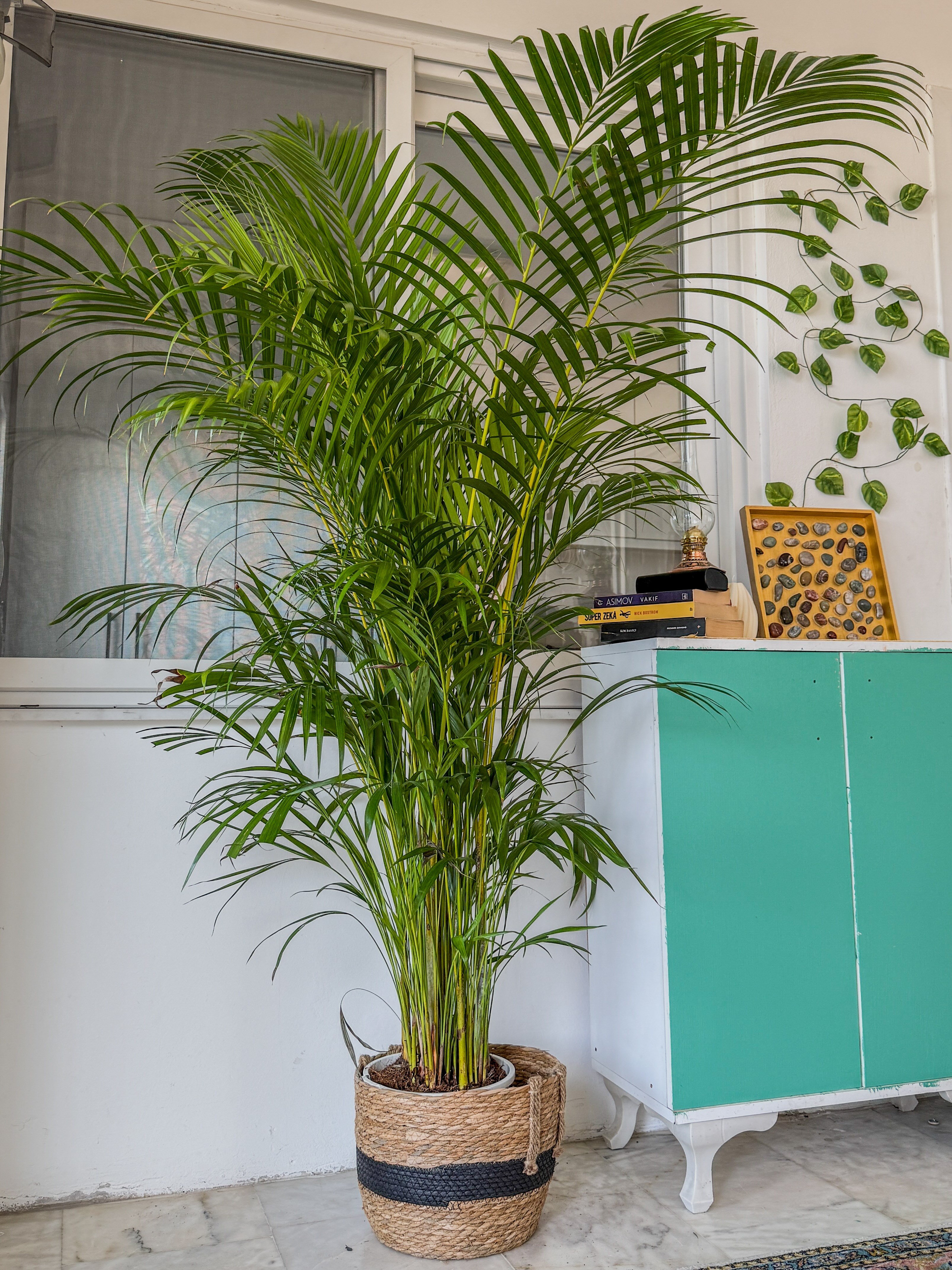 Areka Palmiyesi 170 - 180 cm XXL (Areca Dypsis Lutescens) –  Ekstra Dolgun Form