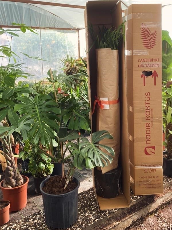 Areka Palmiyesi 180 - 200 cm XXL (Dypsis Lutescens) –  Ekstra Dolgun Form