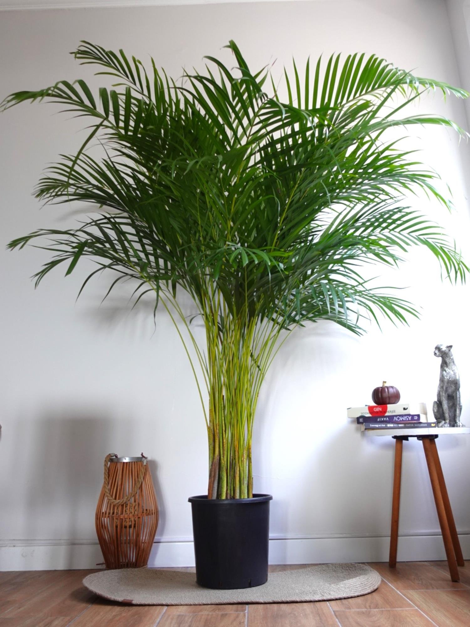 Areka Palmiyesi 180 - 200 cm XXL (Dypsis Lutescens) –  Ekstra Dolgun Form