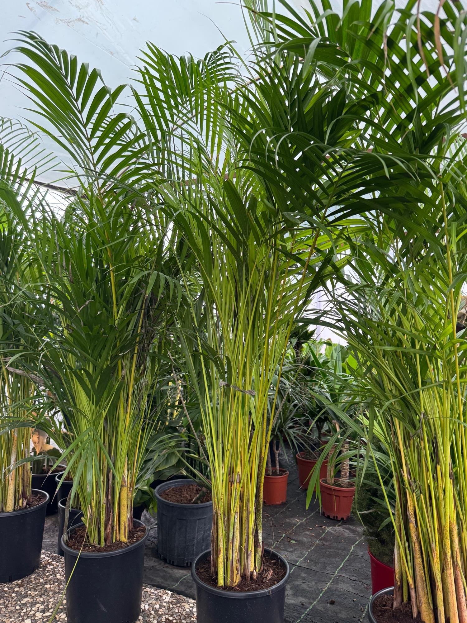 Areka Palmiyesi 180 - 200 cm XXL (Dypsis Lutescens) –  Ekstra Dolgun Form