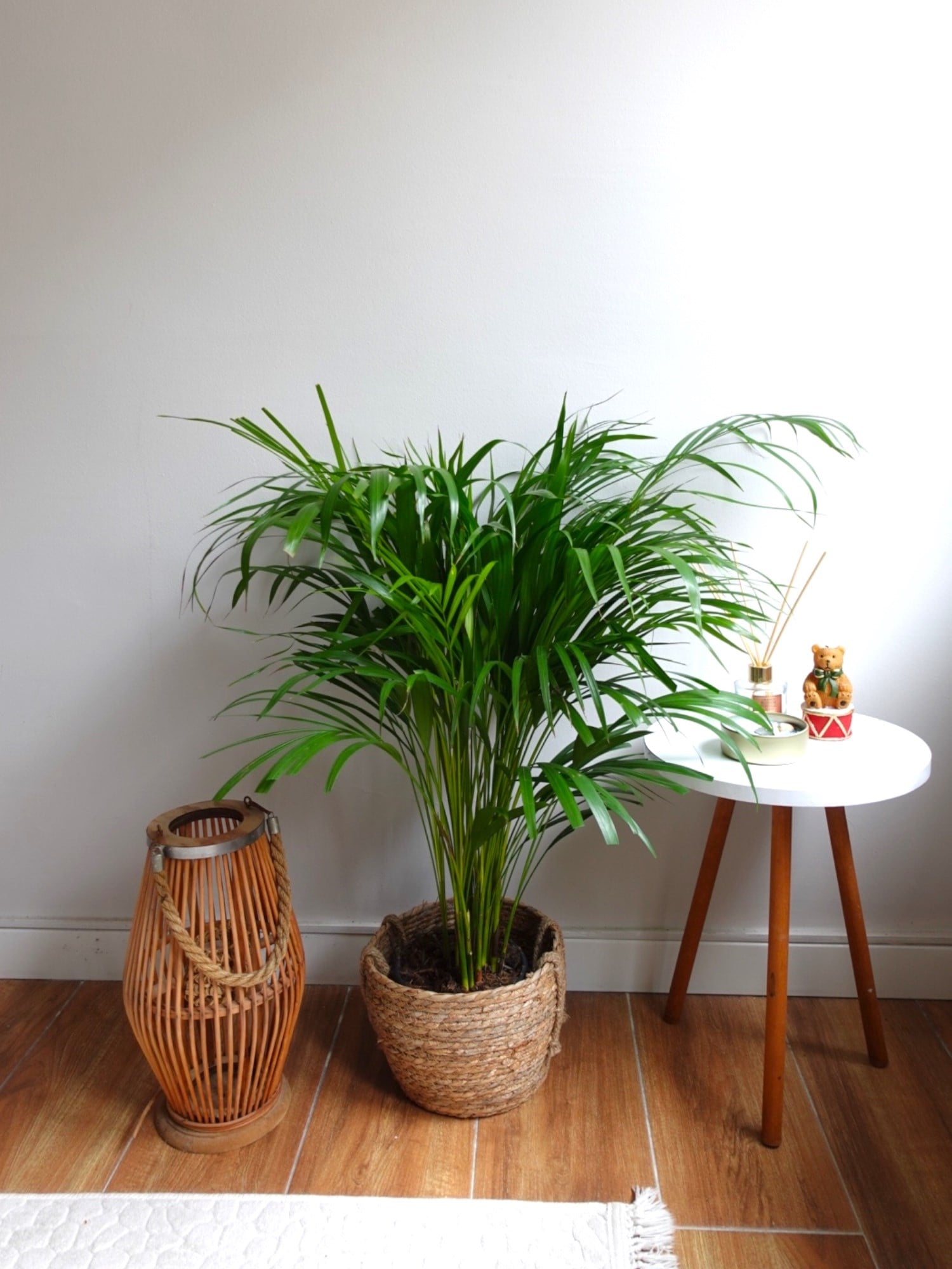 Areka Palmiyesi 80-100 cm (Areca Dypsis Lutescens)