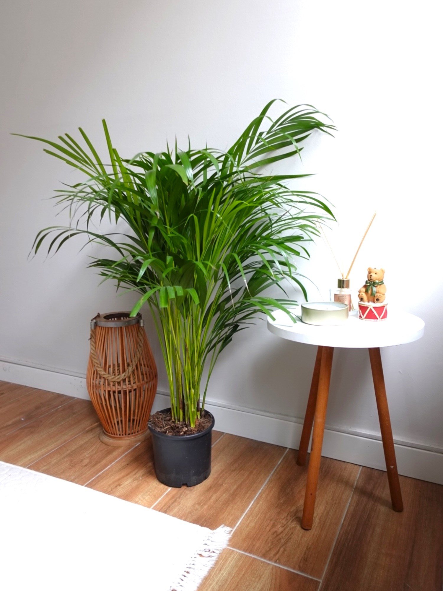 Areka Palmiyesi 80-100 cm (Areca Dypsis Lutescens)