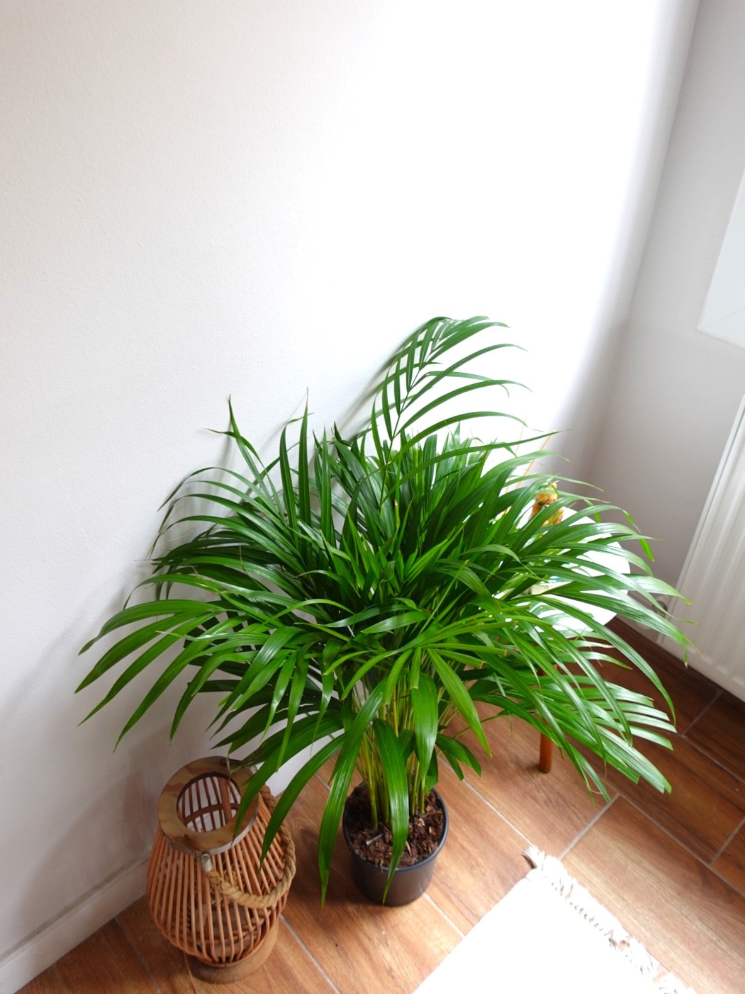 Areka Palmiyesi 80-100 cm (Areca Dypsis Lutescens)