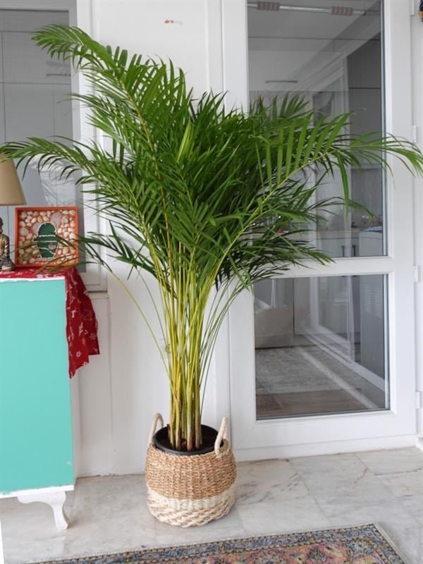 Areka Palmiyesi XL (Dypsis Lutescens) – 160-180 cm Ekstra Dolgun Form