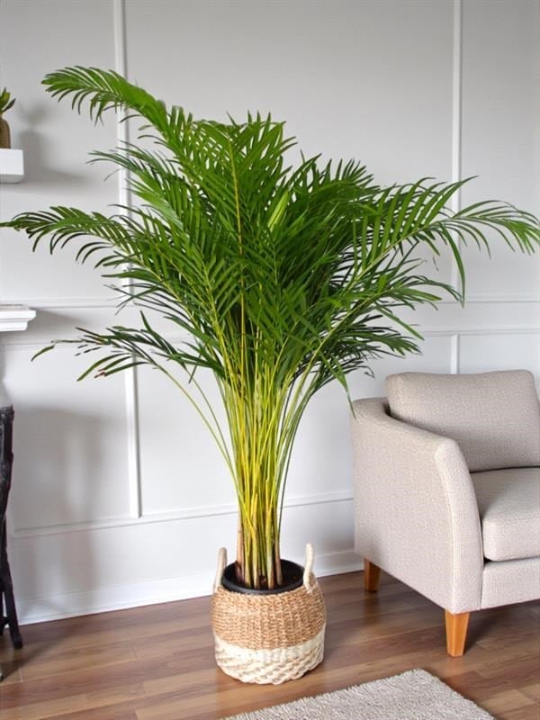 Areka Palmiyesi XL (Dypsis Lutescens) – 160-180 cm Ekstra Dolgun Form
