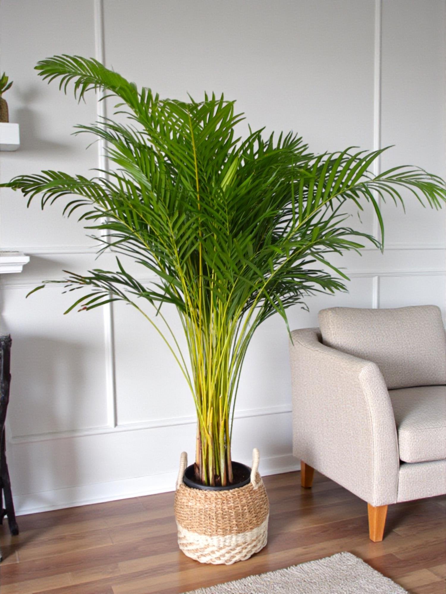 Areka Palmiyesi XL (Dypsis Lutescens) – 160-180 cm Ekstra Dolgun Form