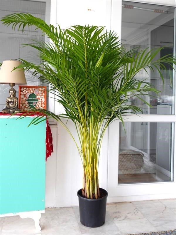 Areka Palmiyesi XL (Dypsis Lutescens) – 160-180 cm Ekstra Dolgun Form
