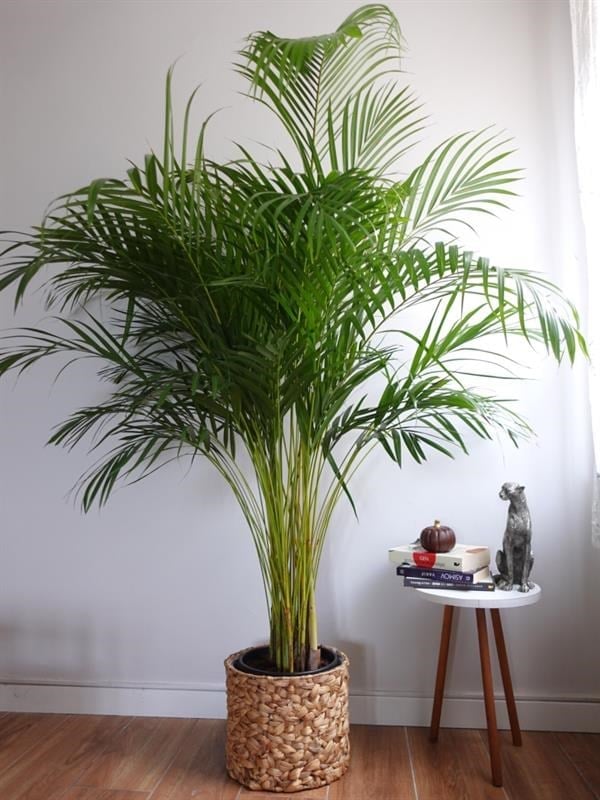 Areka Palmiyesi XXL (Dypsis Lutescens) – 180 - 200 cm Ekstra Dolgun Form